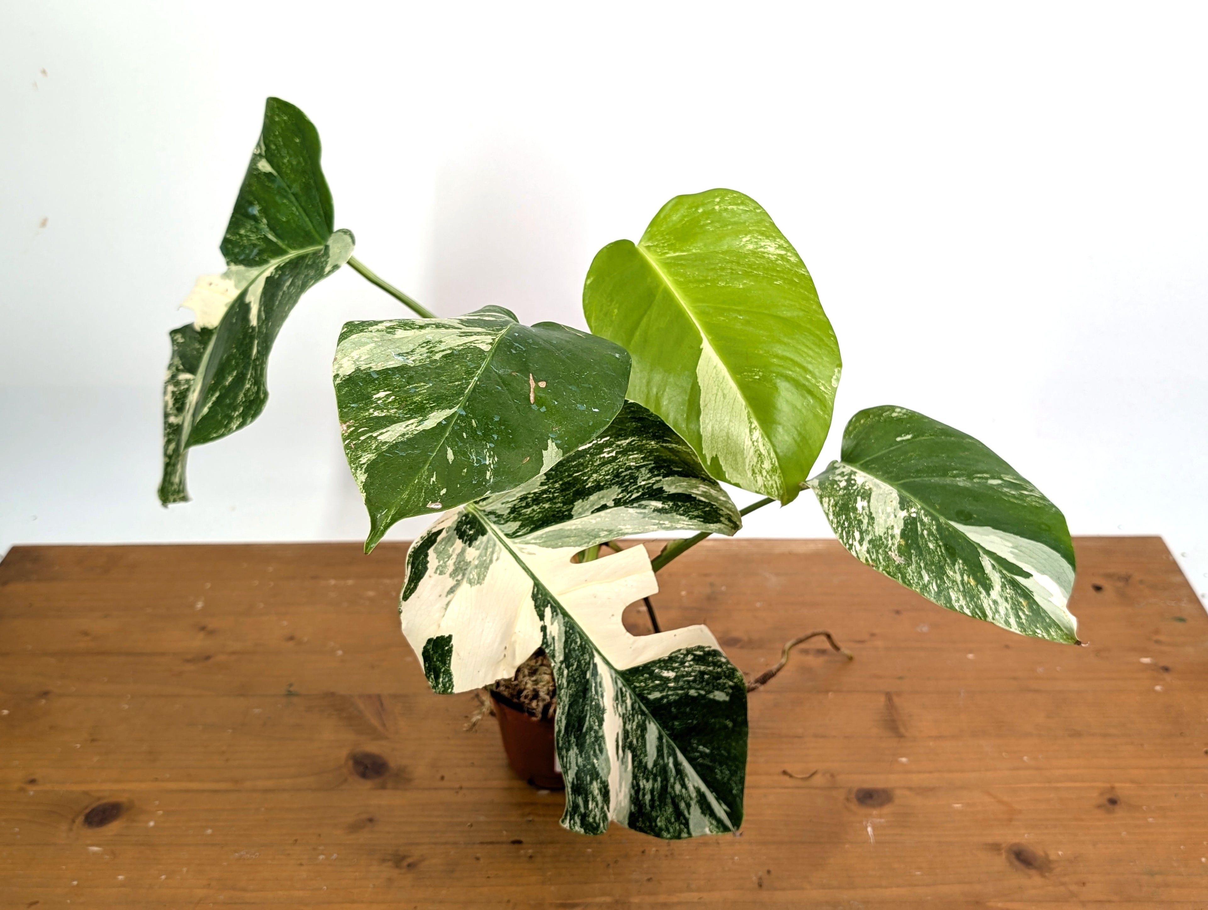 EXACT Monstera Albo Borsigniana - 4 Inch Pot