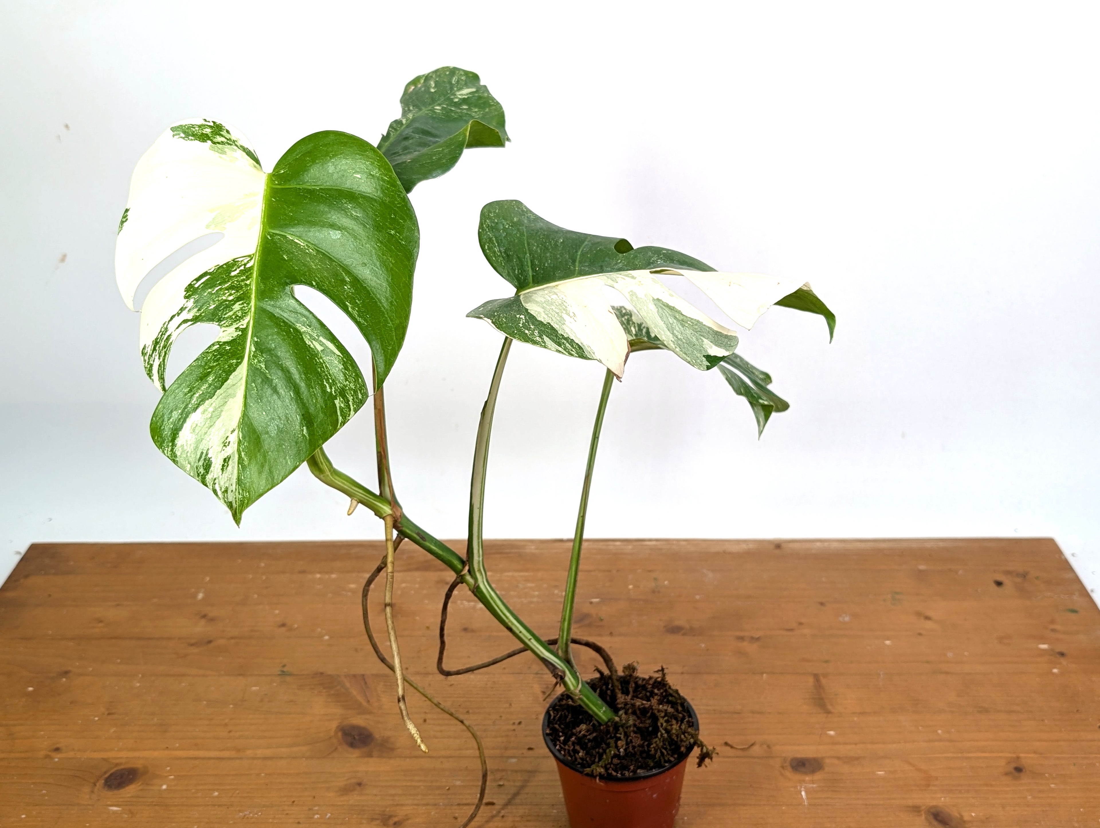 EXACT Monstera Albo Borsigniana - 4 Inch Pot