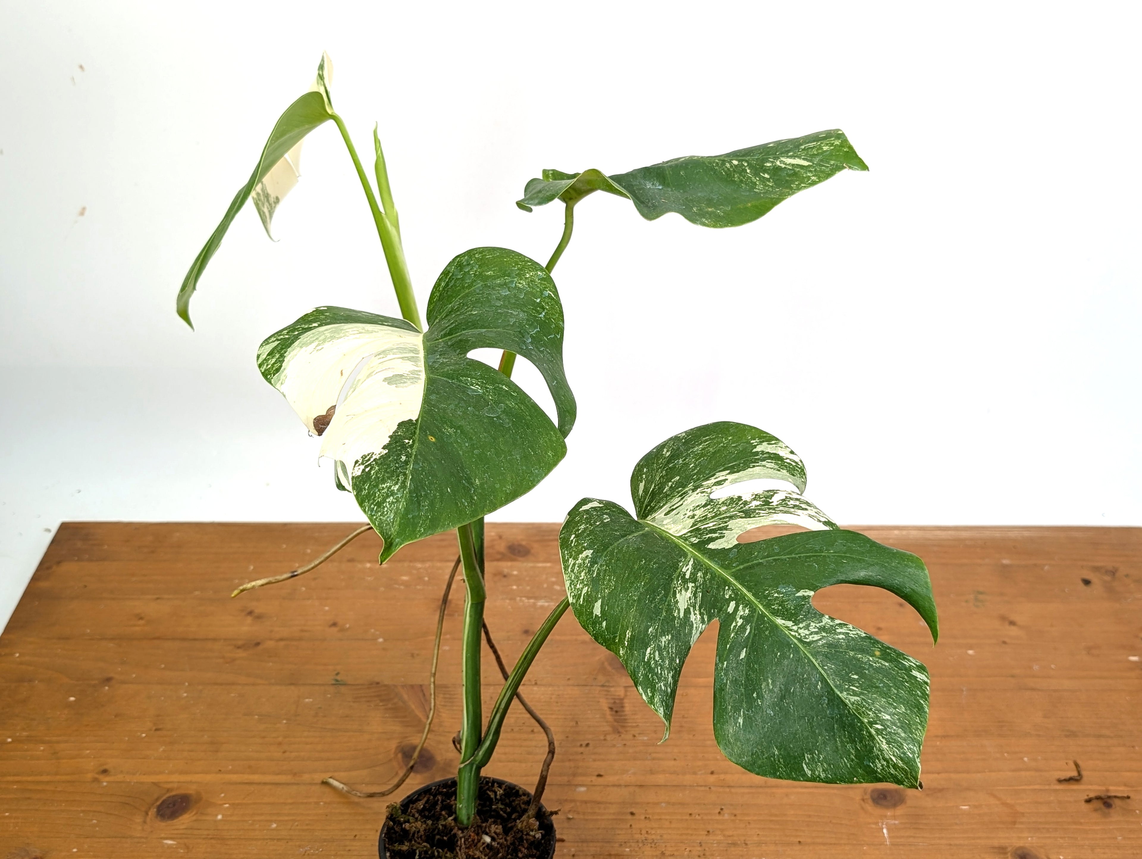 EXACT Monstera Albo Borsigniana - 4 Inch Pot