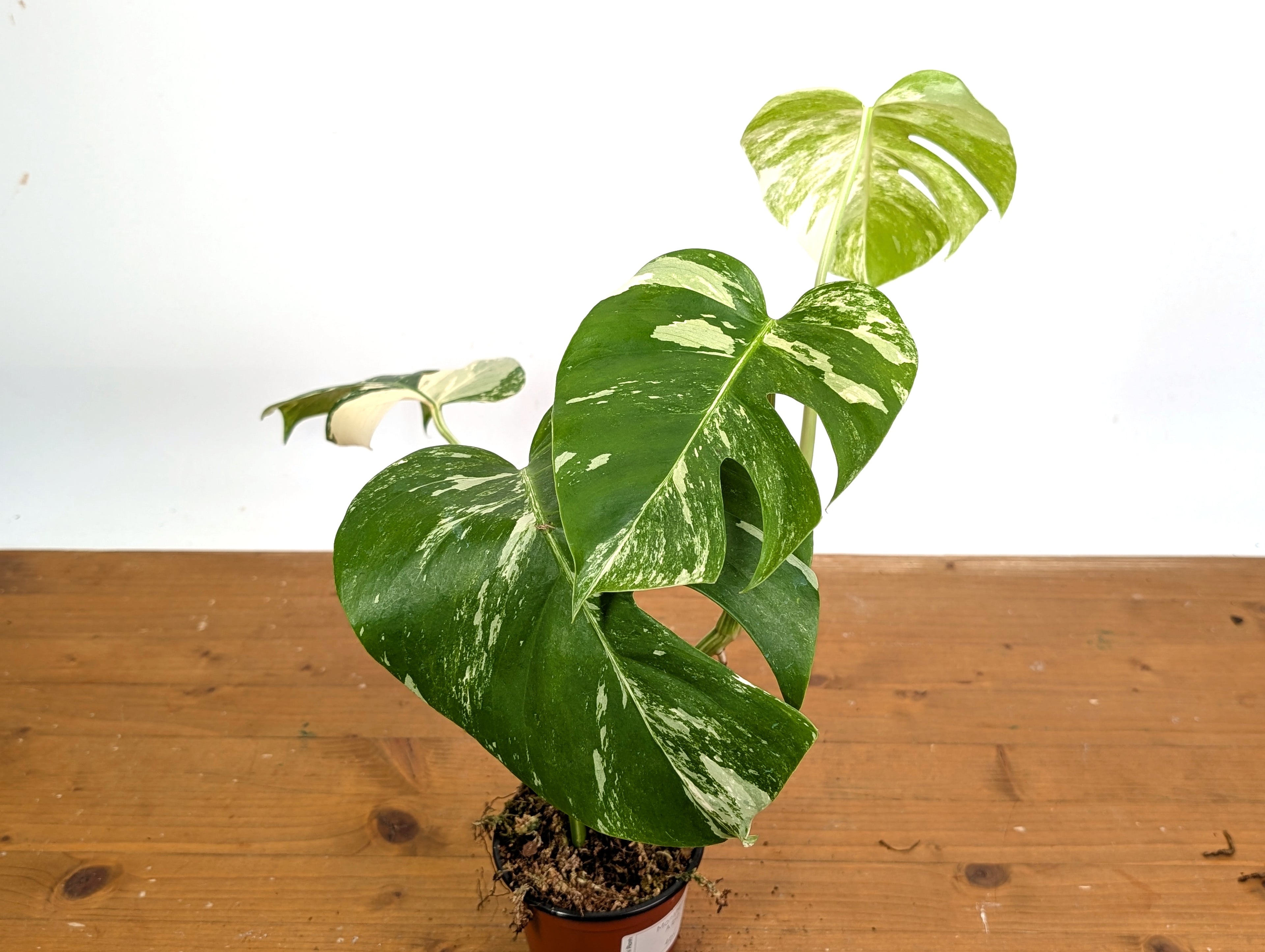 EXACT Monstera Albo Borsigniana - 4 Inch Pot