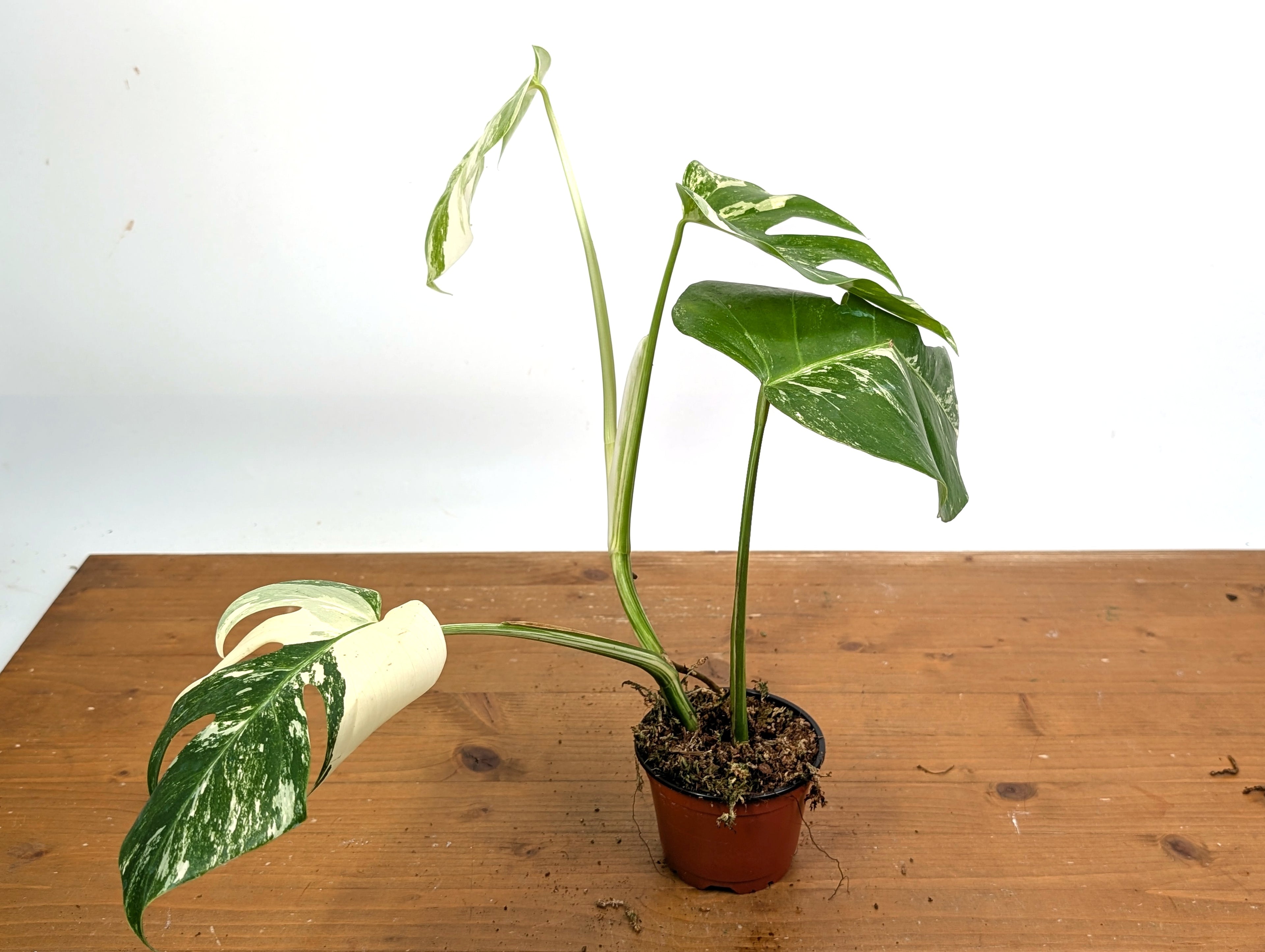 EXACT Monstera Albo Borsigniana - 4 Inch Pot