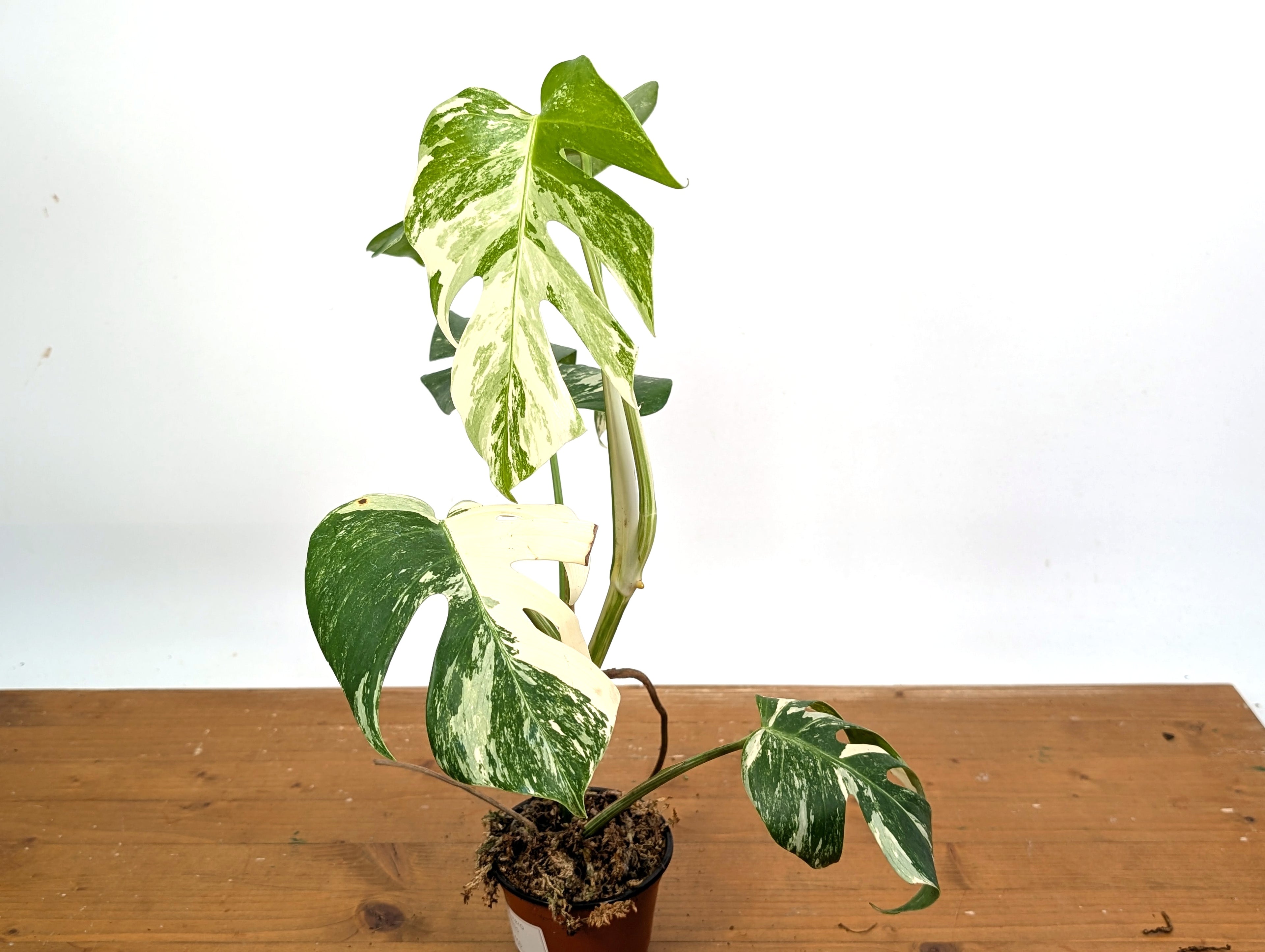 EXACT Monstera Albo Borsigniana - 4 Inch Pot