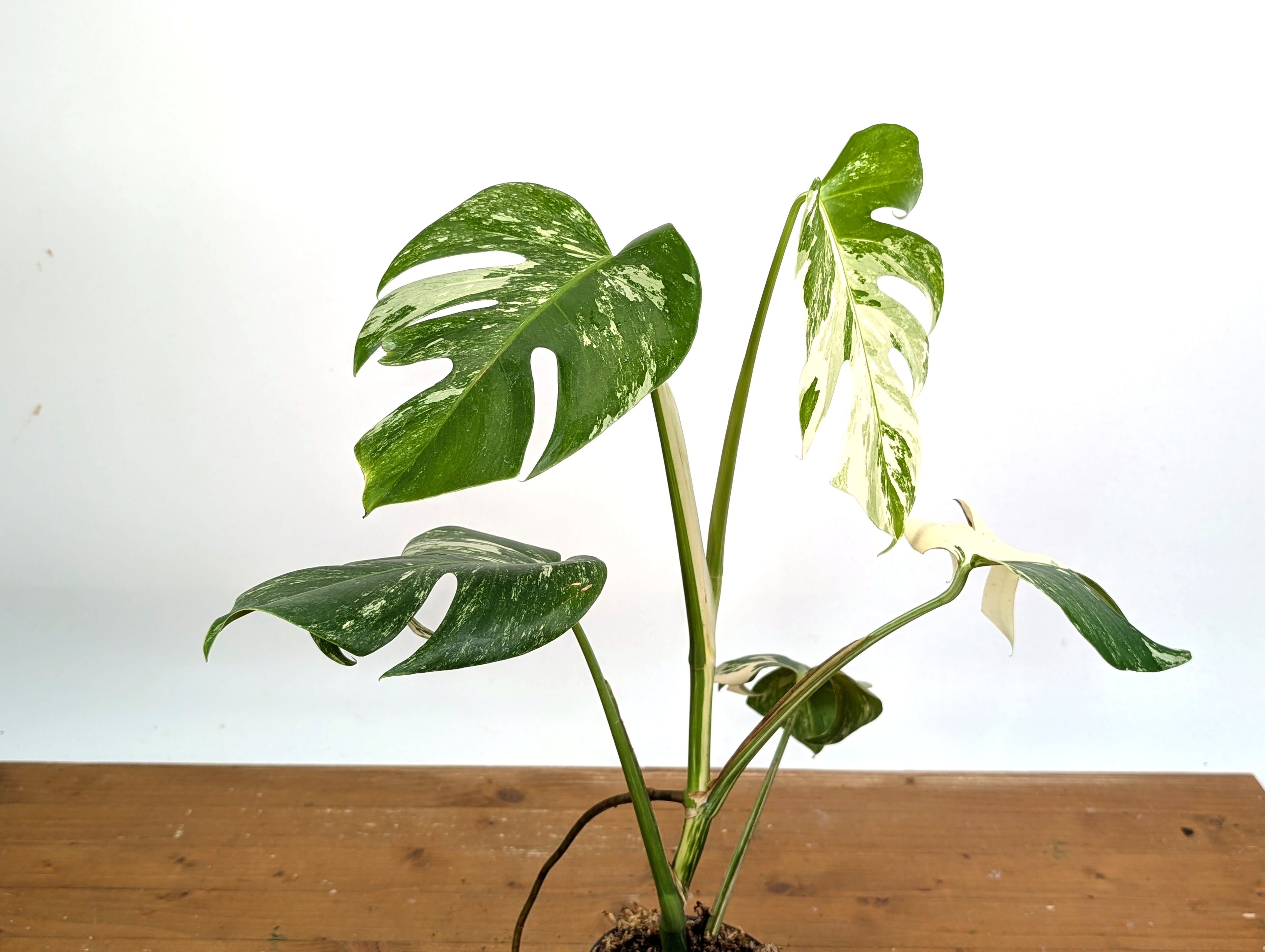 EXACT Monstera Albo Borsigniana - 4 Inch Pot