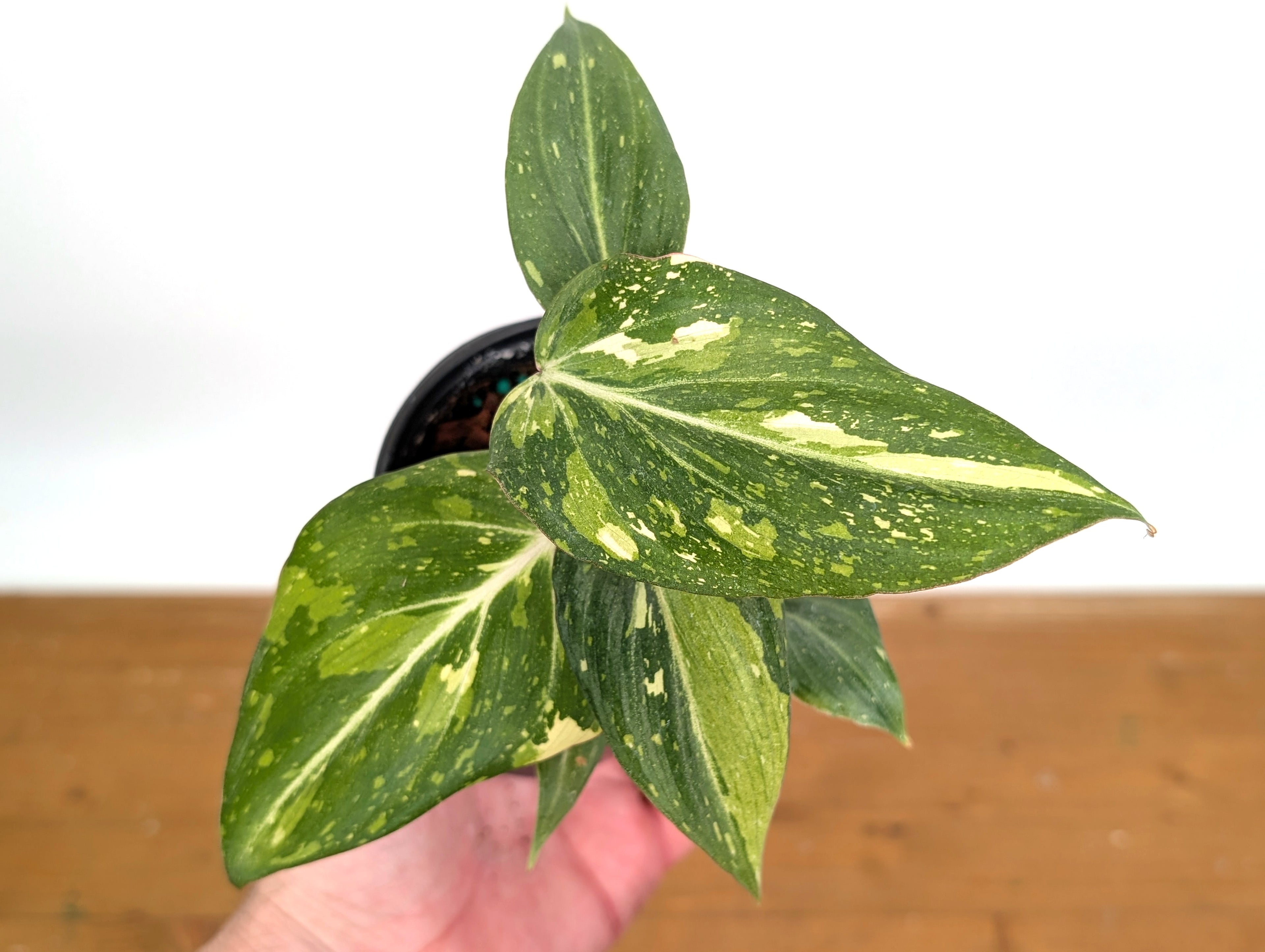 Philodendron Gloriosum Variegated - EXACT Plant