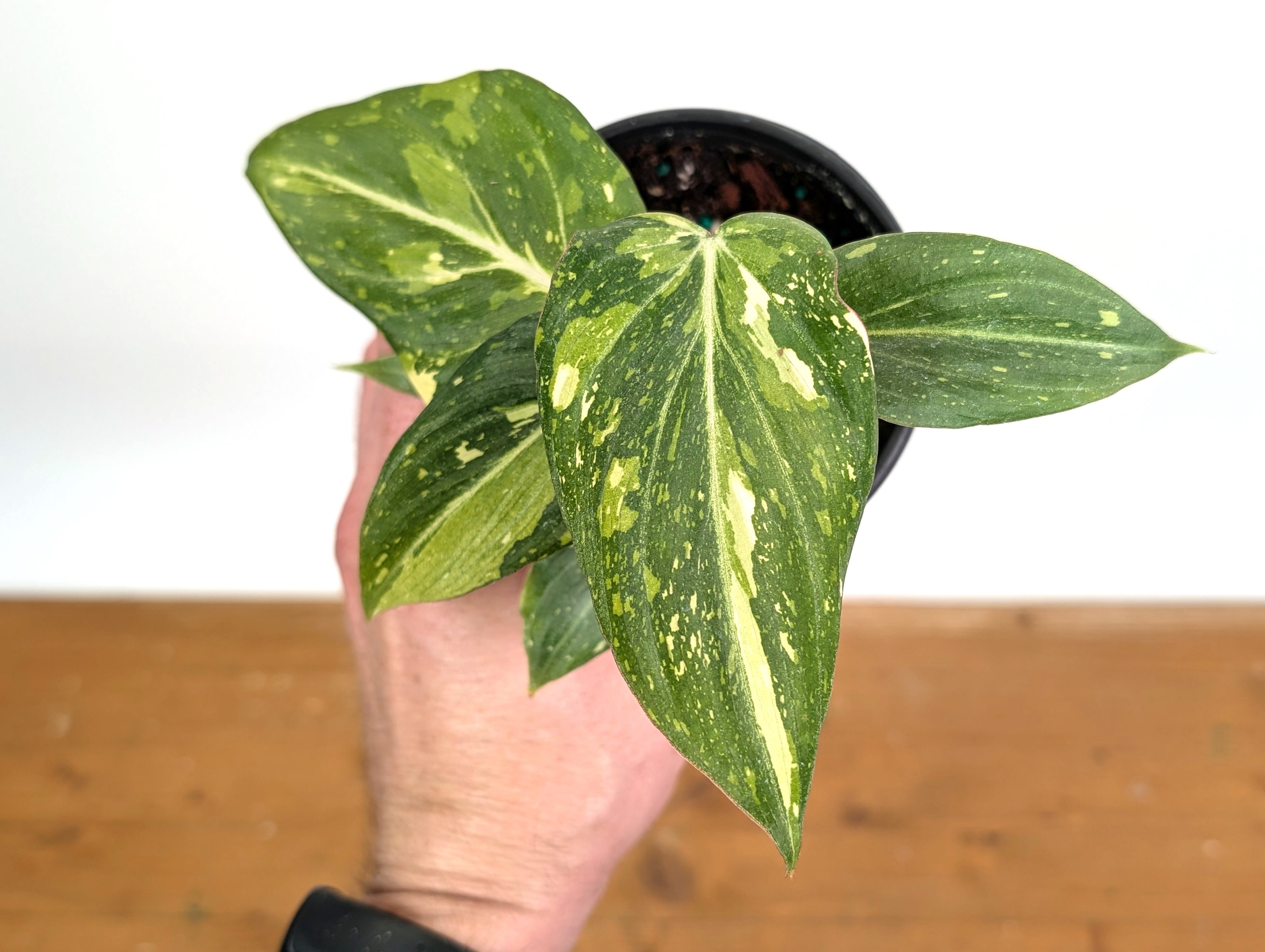 Philodendron Gloriosum Variegated - EXACT Plant