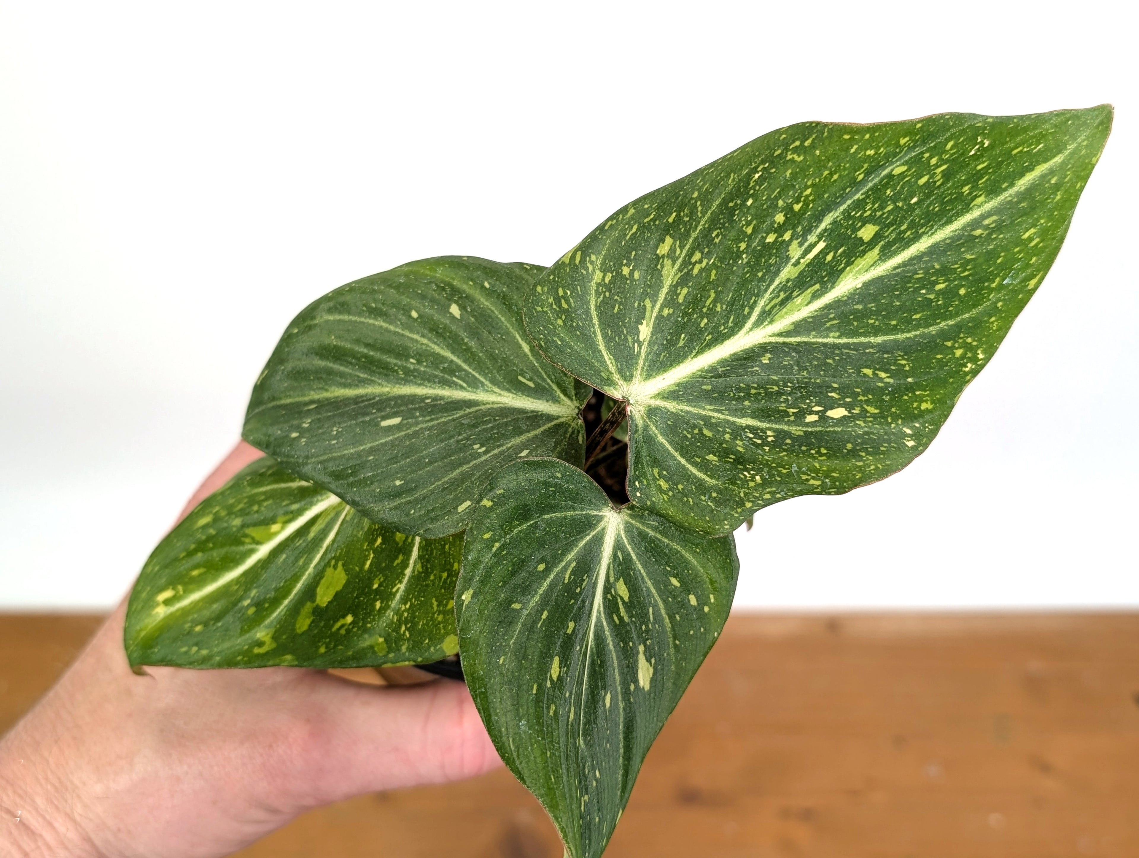 Philodendron Gloriosum Variegated - EXACT Plant