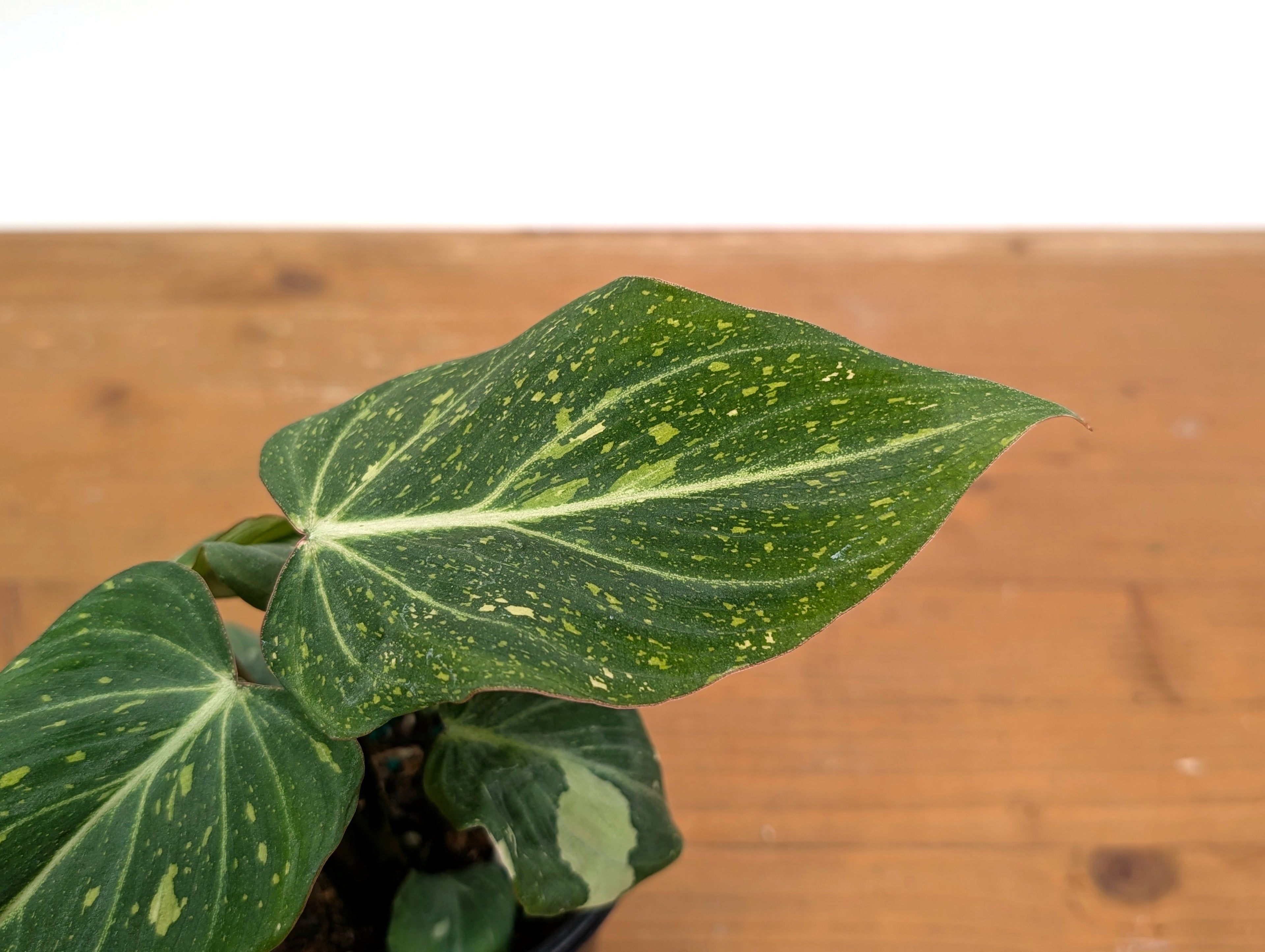 Philodendron Gloriosum Variegated - EXACT Plant