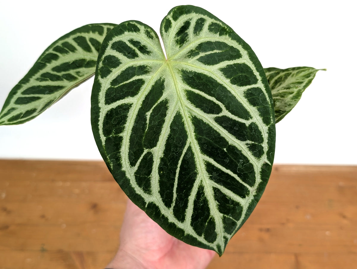 Anthurium Silver Blush