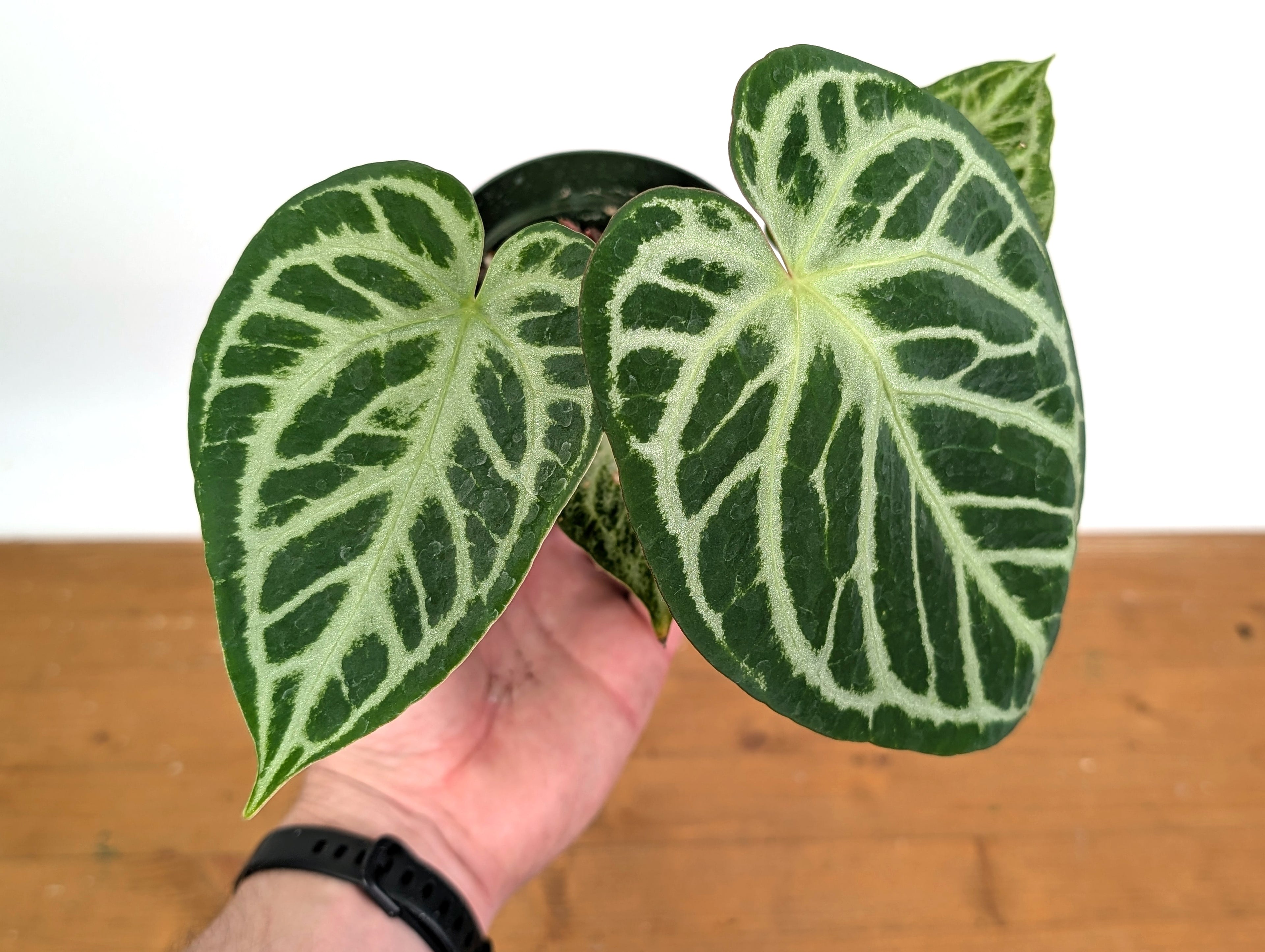 Anthurium Silver Blush