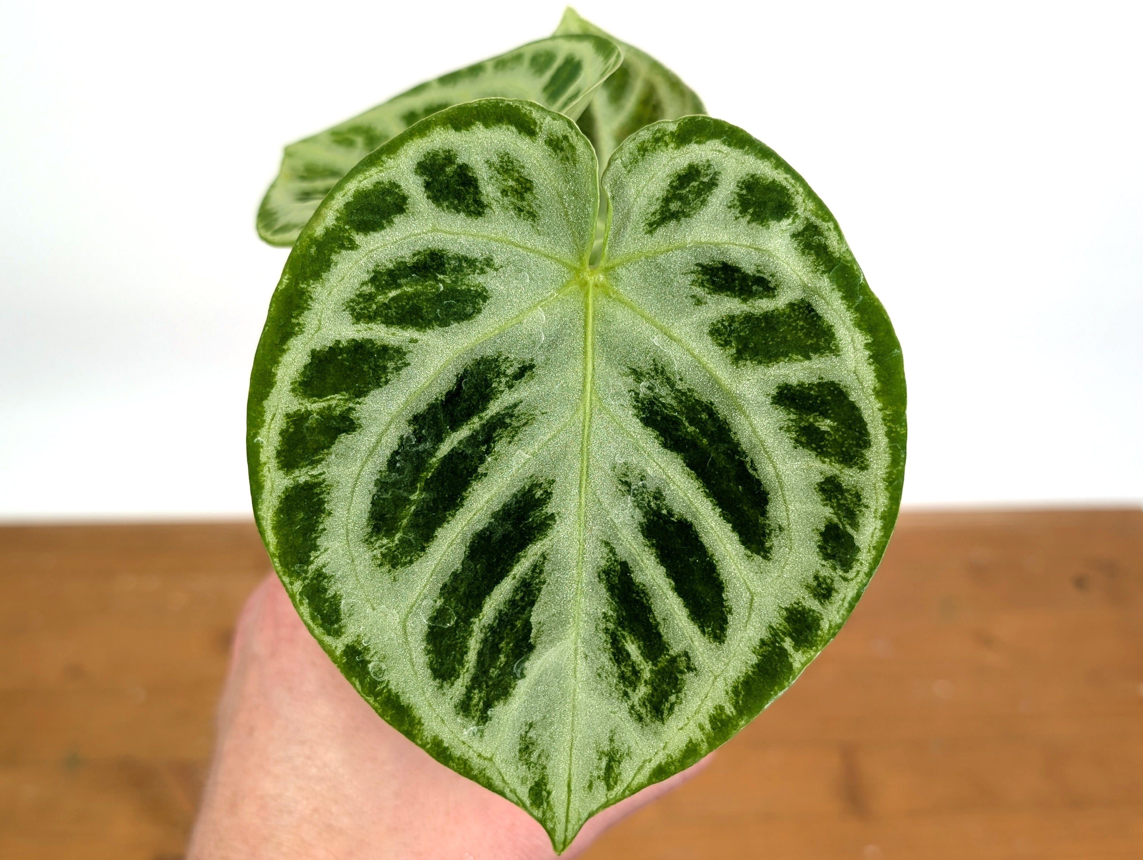 Anthurium Dorayaki Silver Blush