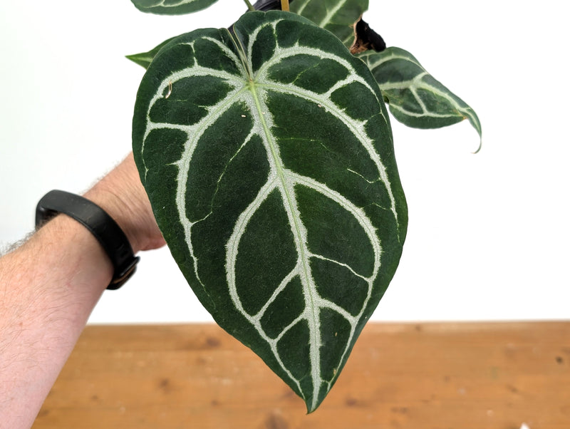 Anthurium Crystallinum x Silver Blush
