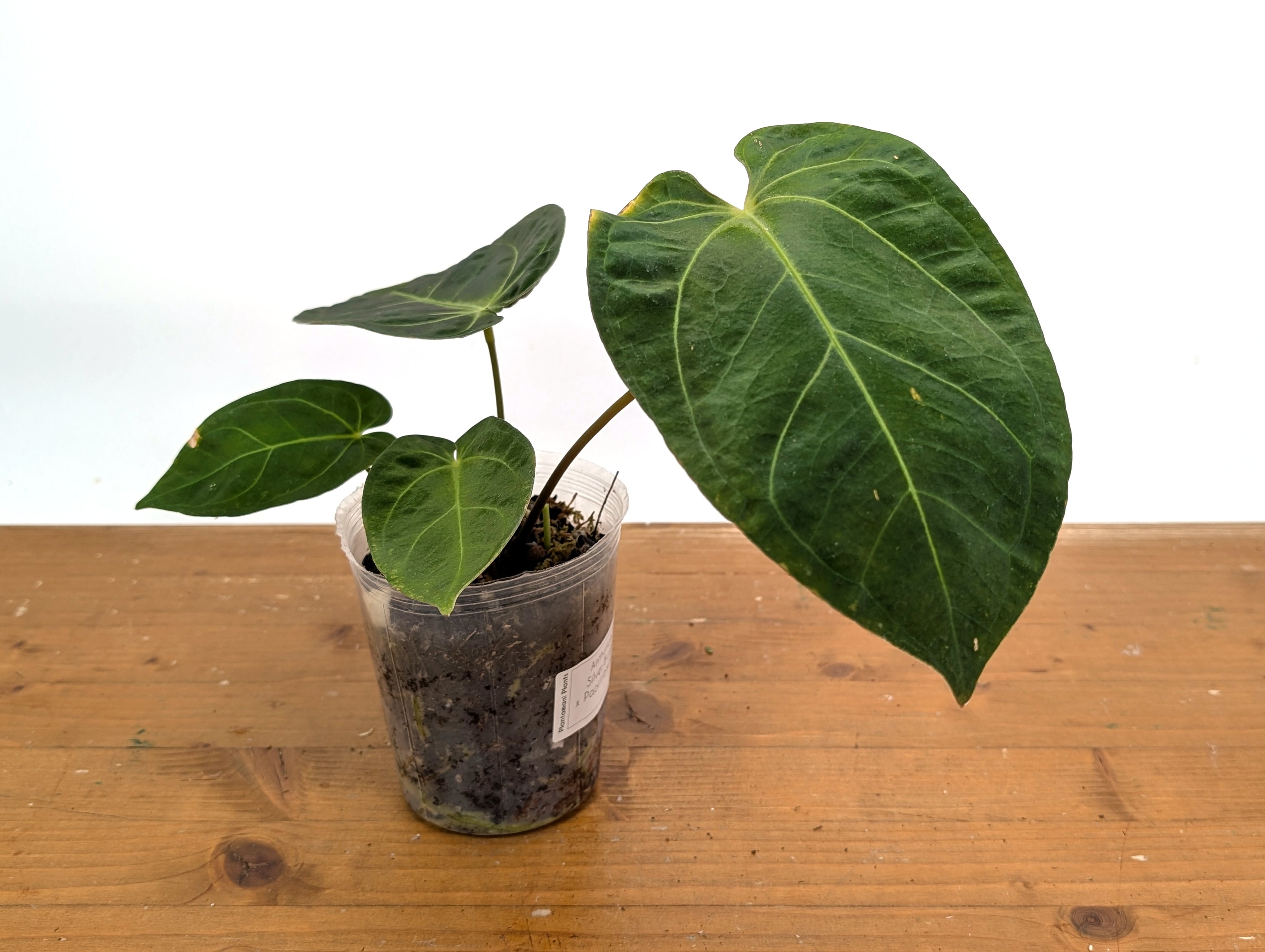 Anthurium Silver Blush x Papillilamimum