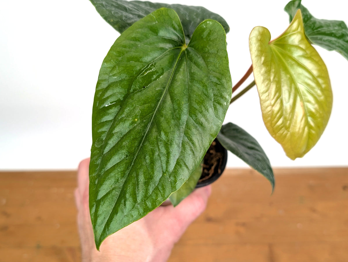 Anthurium 'Happy Bunny' (Pinkleyi x Luxurians)