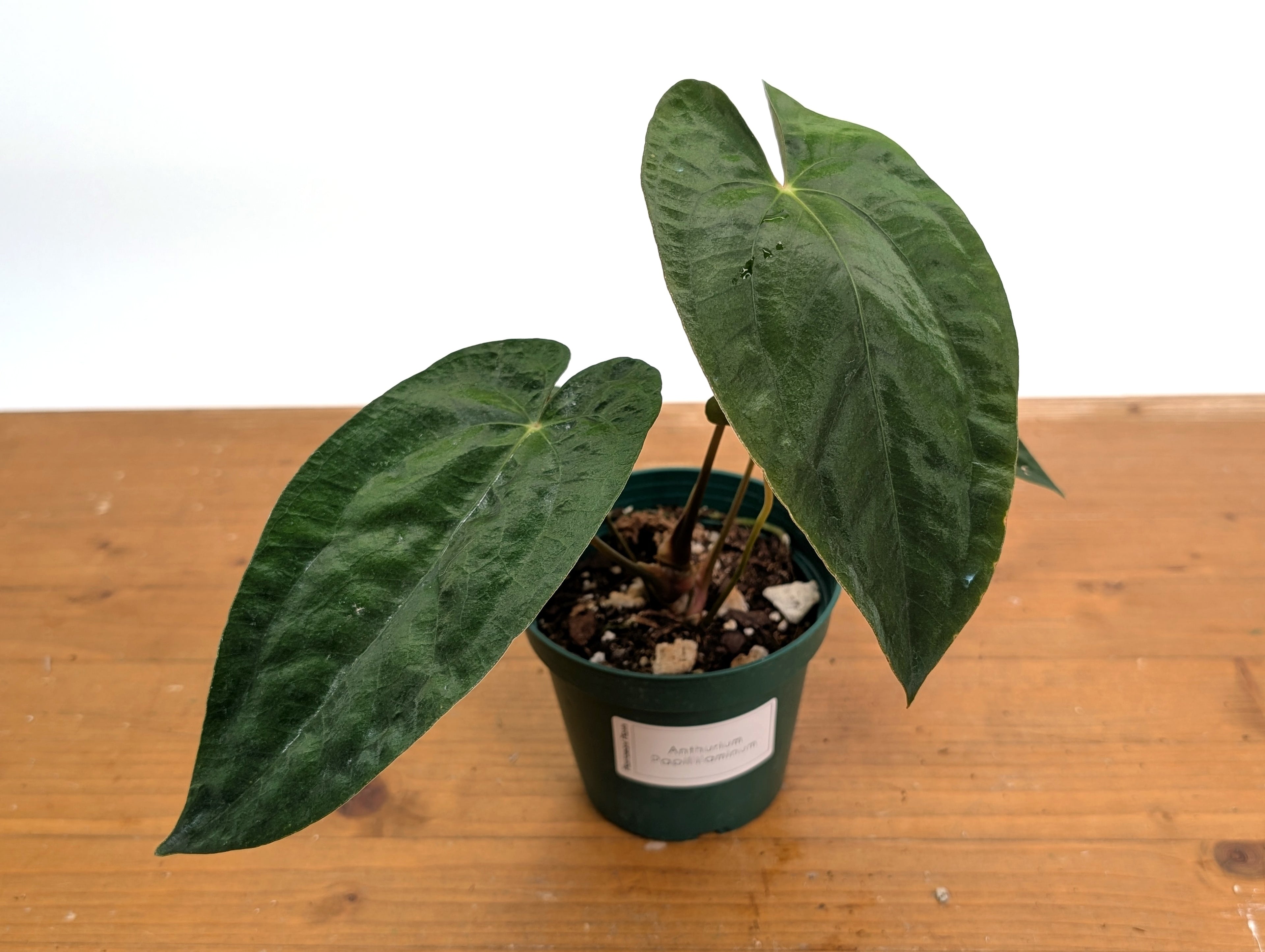 Anthurium Papillilaminum