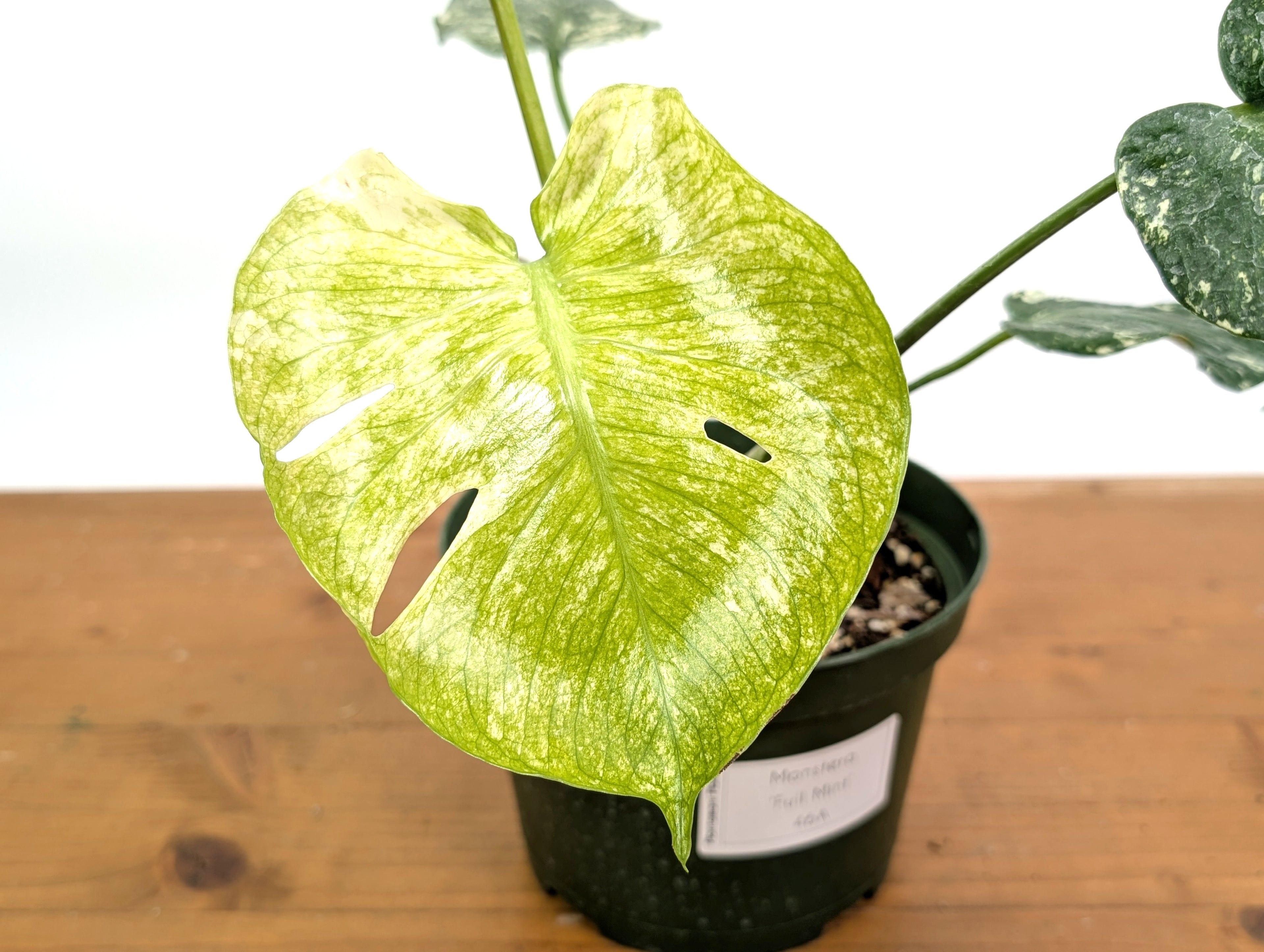 Monstera Full Mint - EXACT PLANT