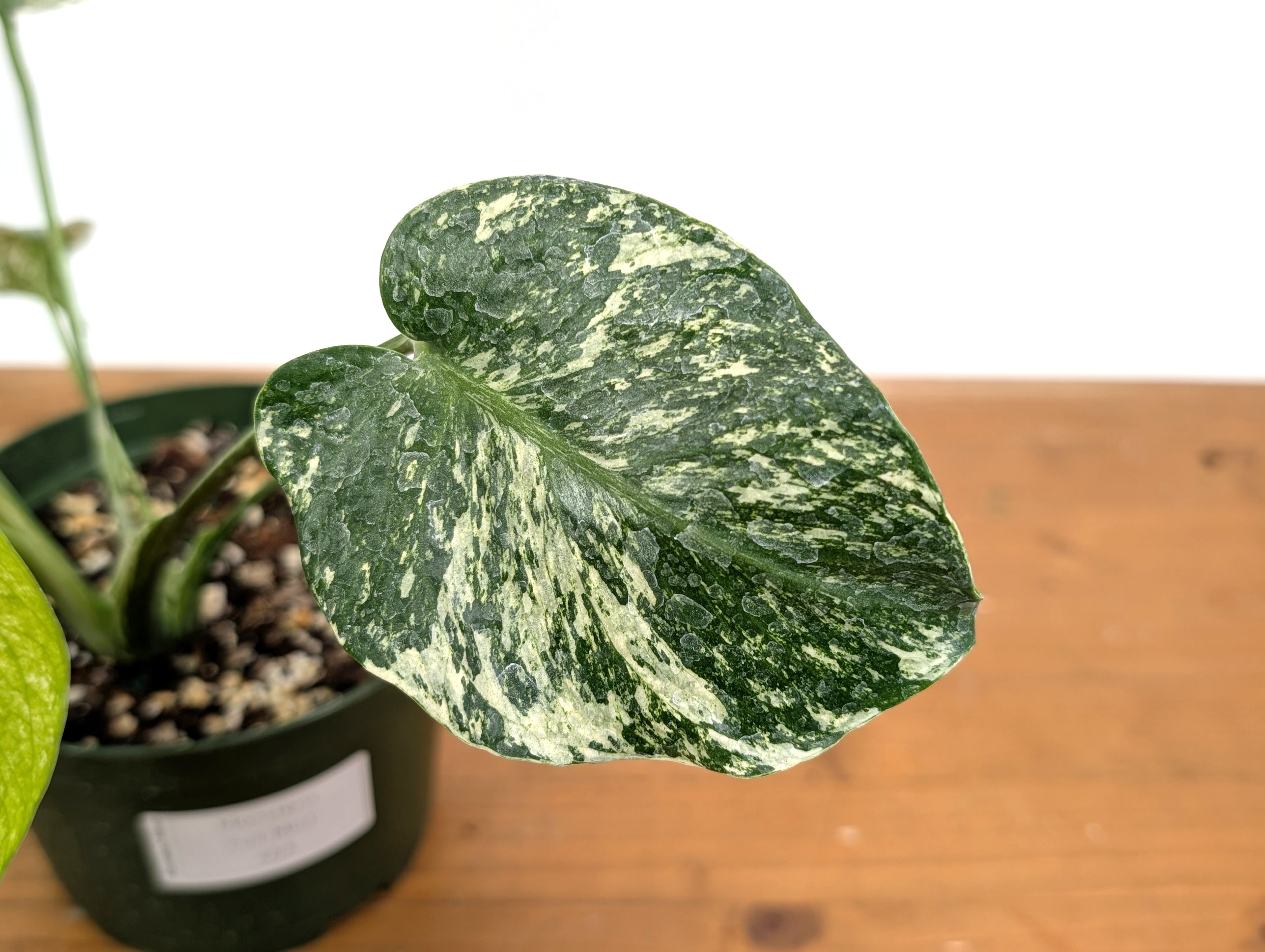 Monstera Full Mint - EXACT PLANT
