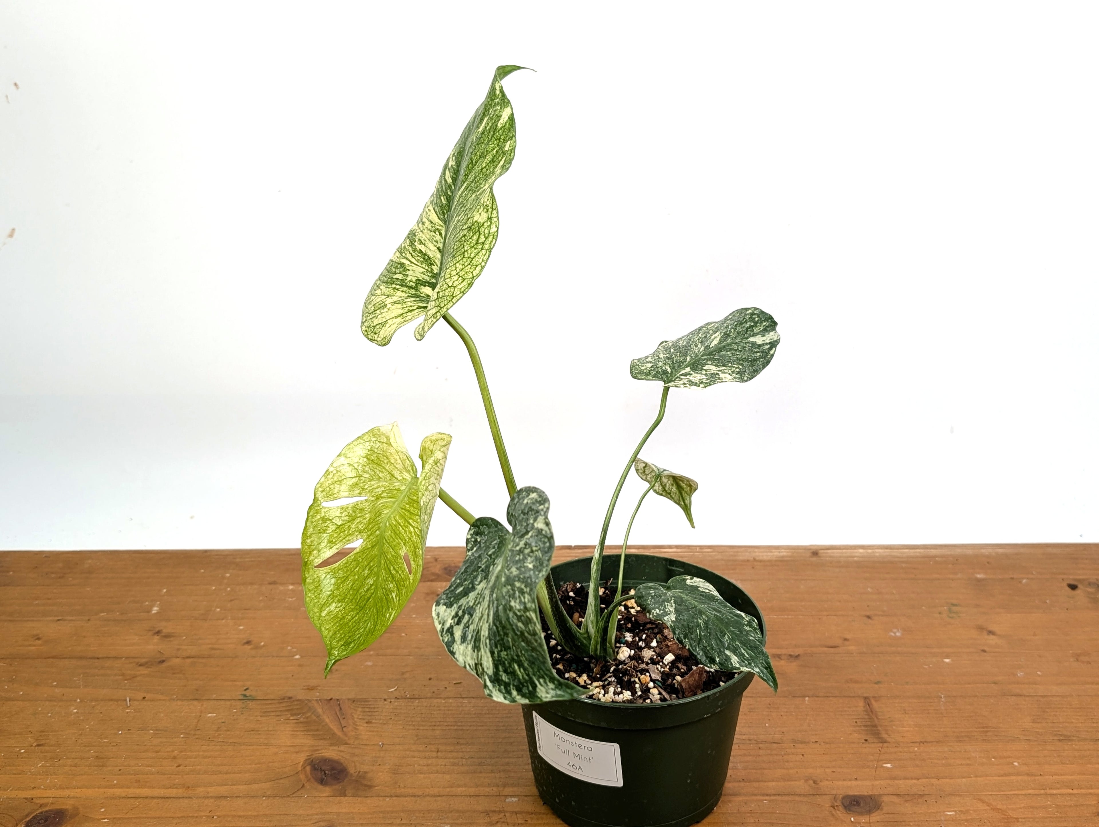 Monstera Full Mint - EXACT PLANT