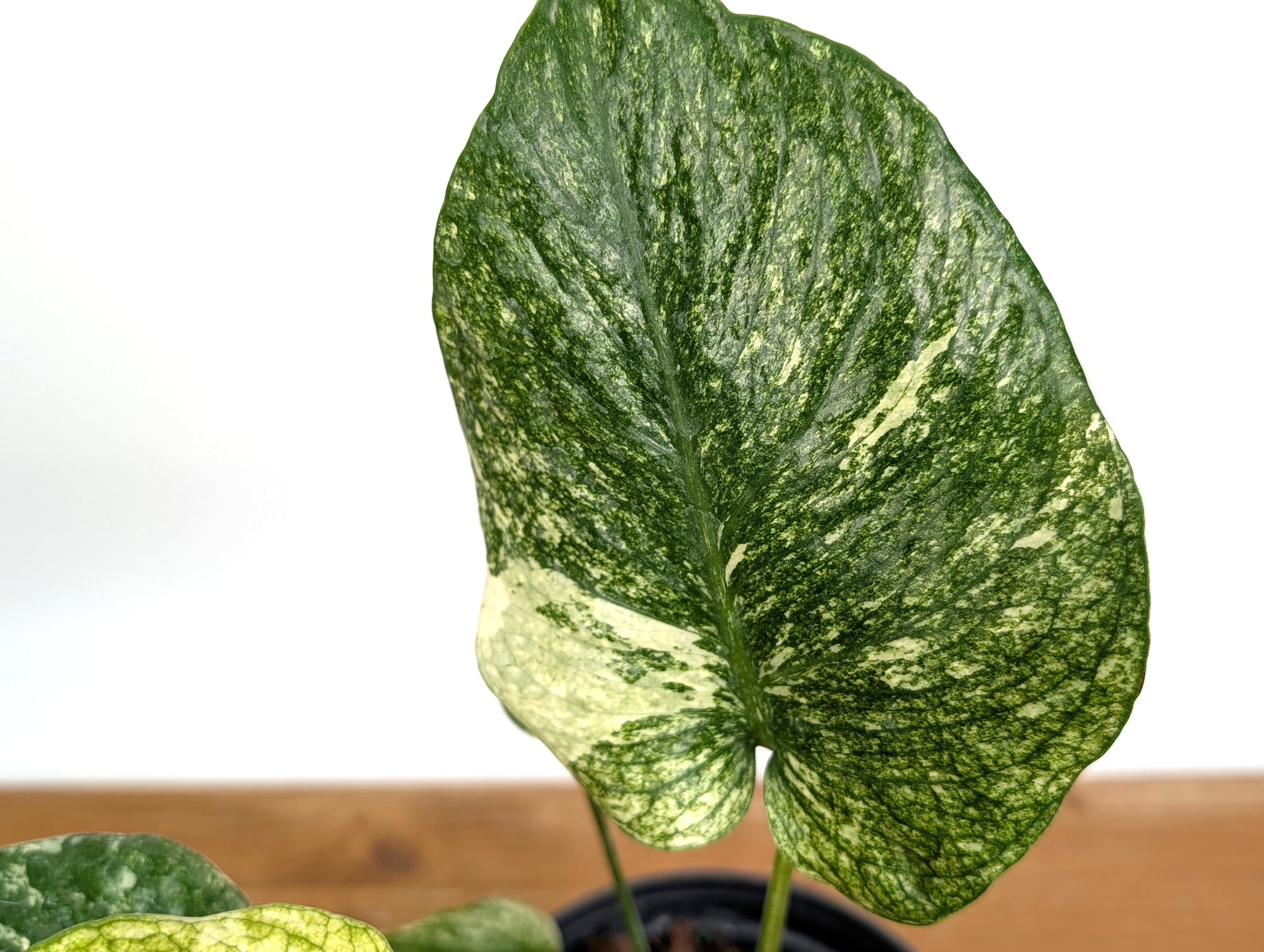 Monstera Full Mint - EXACT PLANT