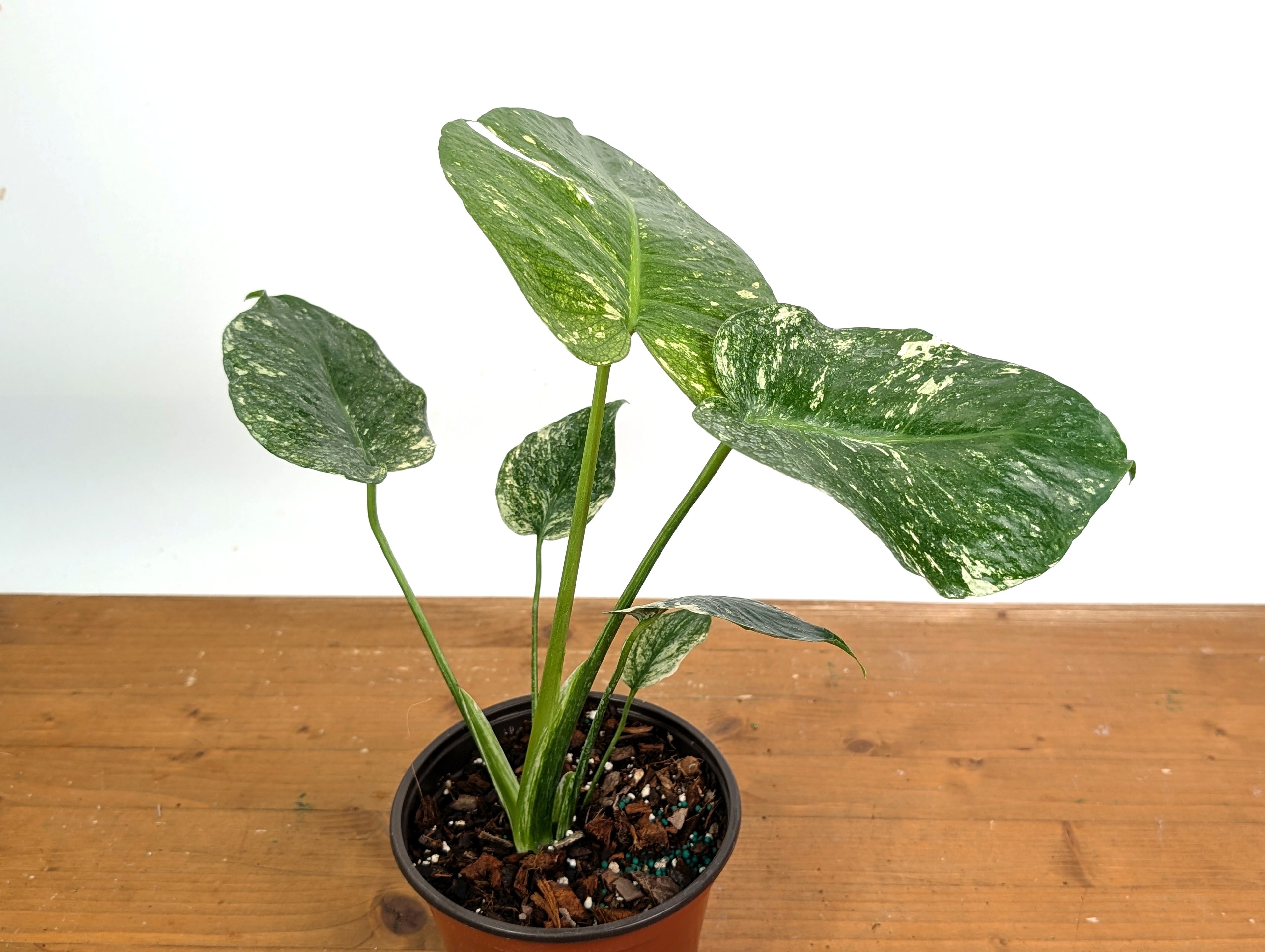 Monstera Full Mint - EXACT PLANT