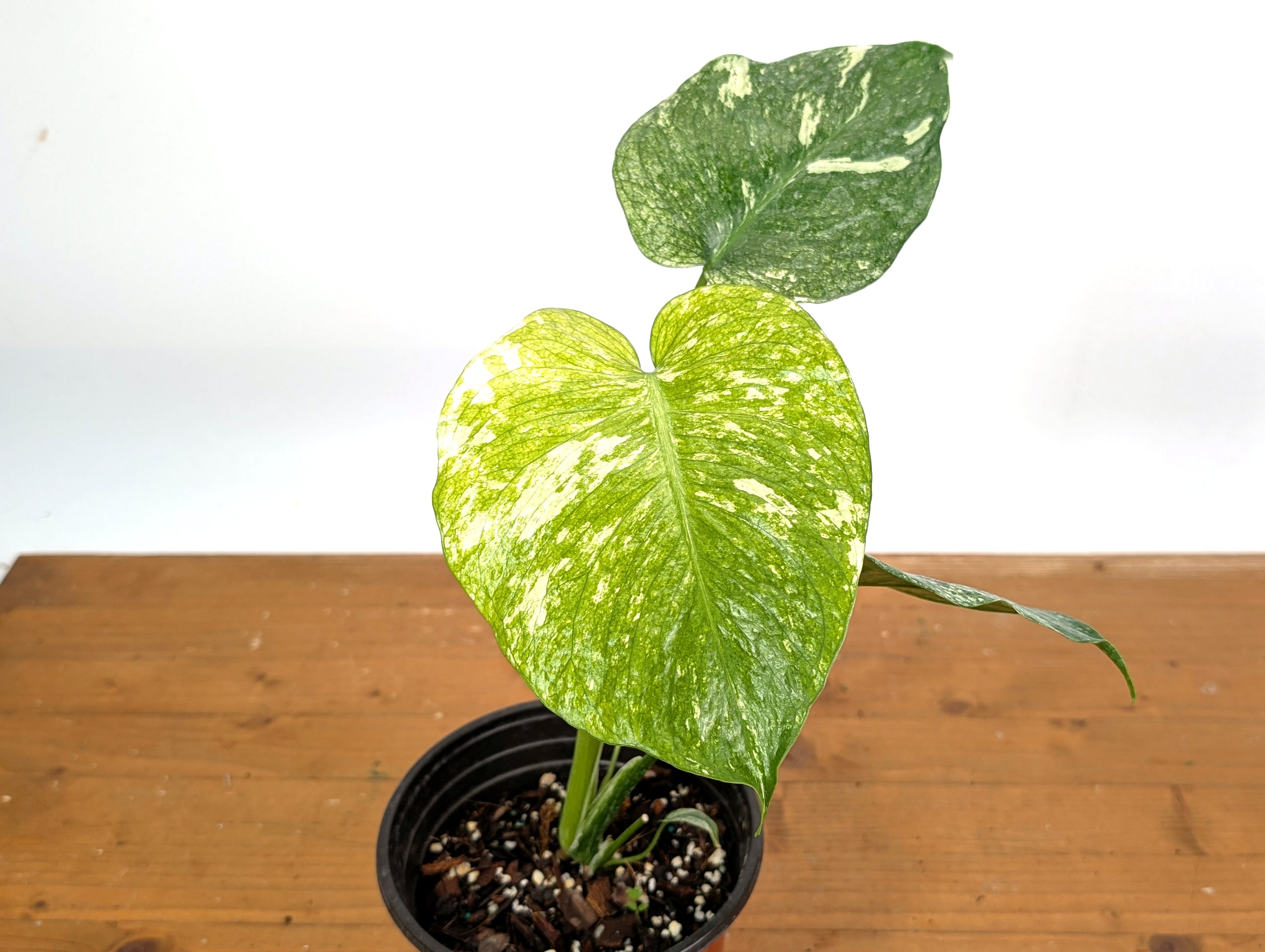 Monstera Full Mint - EXACT PLANT