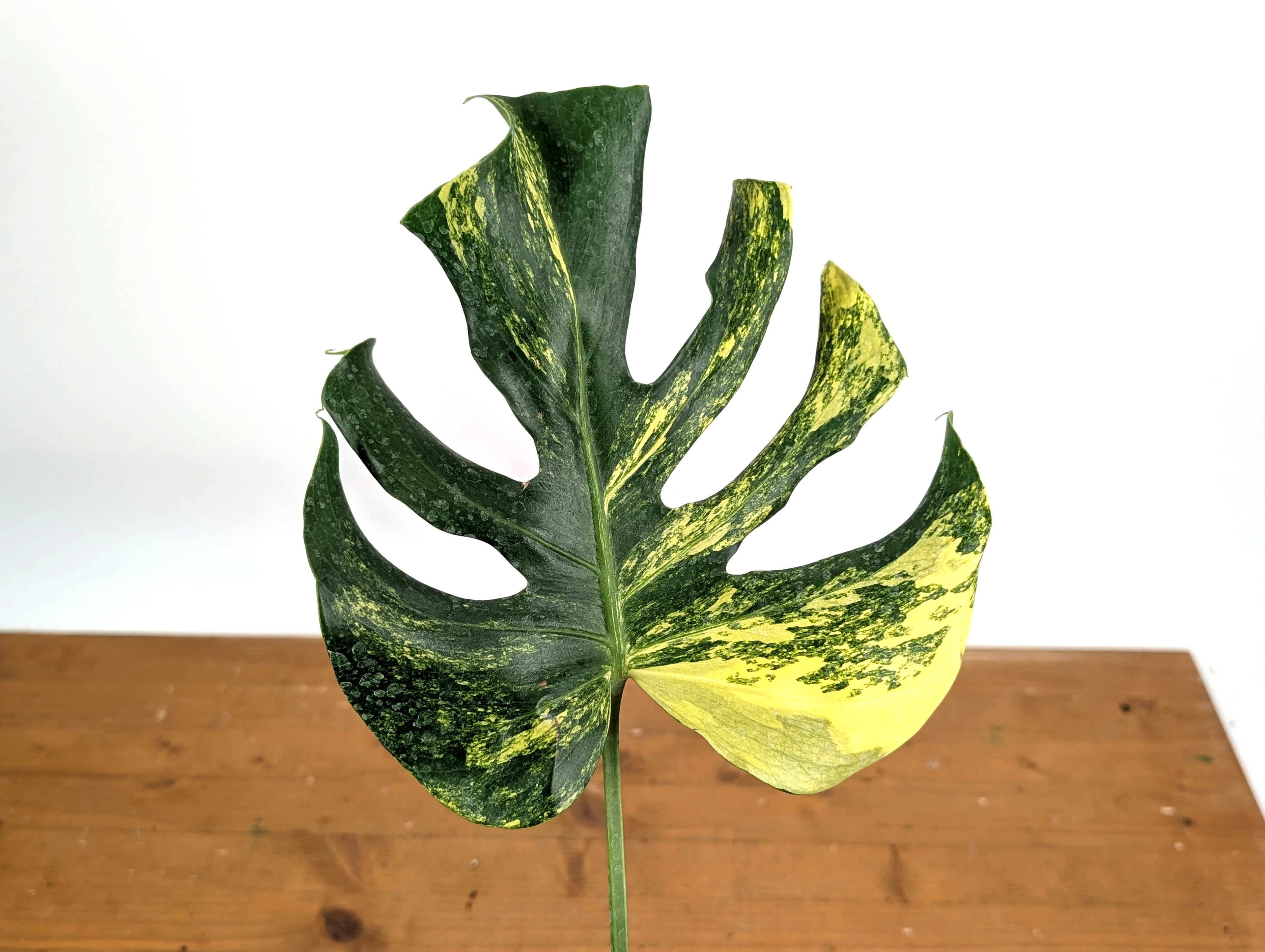 EXACT Monstera Aurea