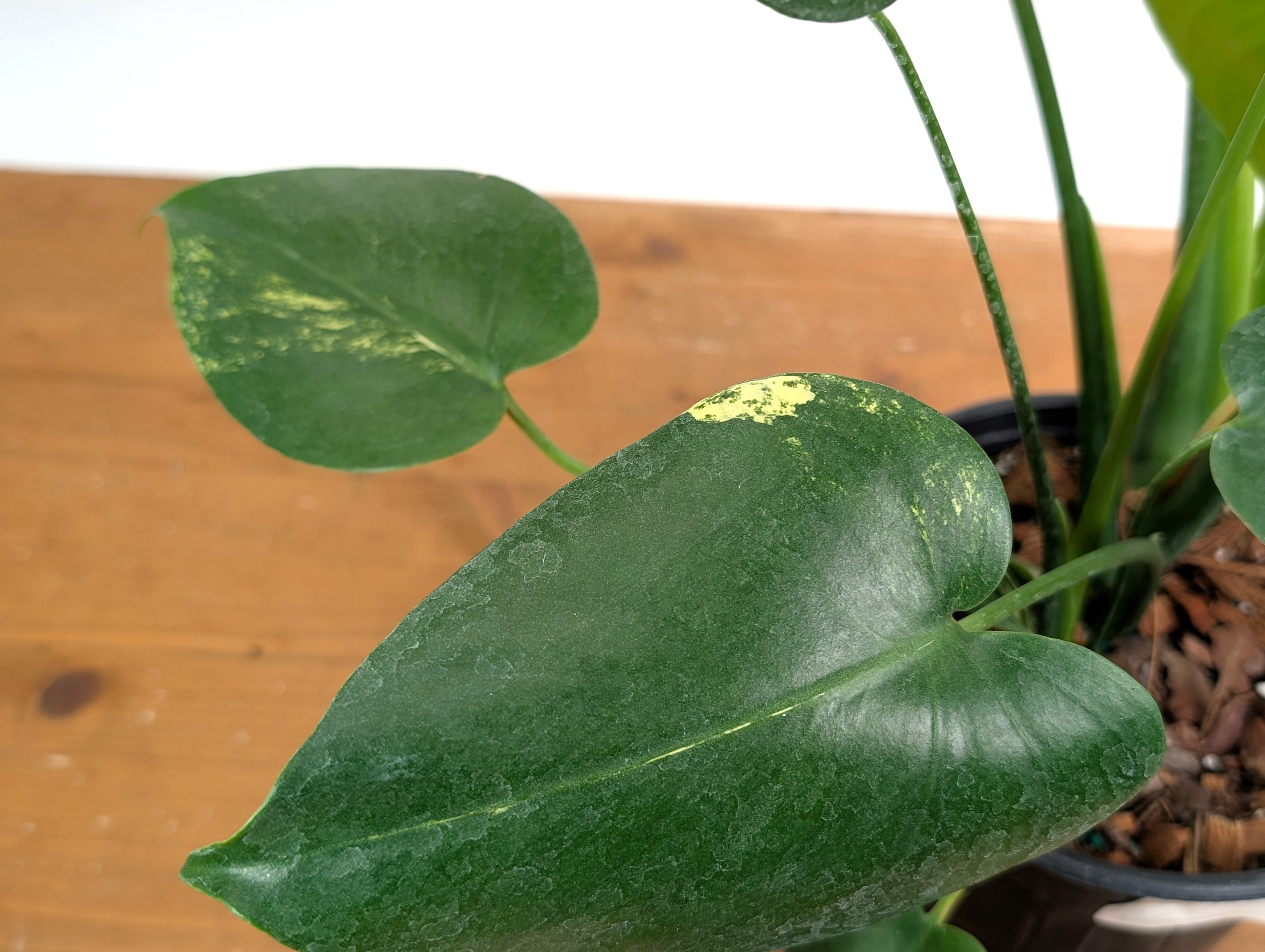 EXACT Monstera Aurea