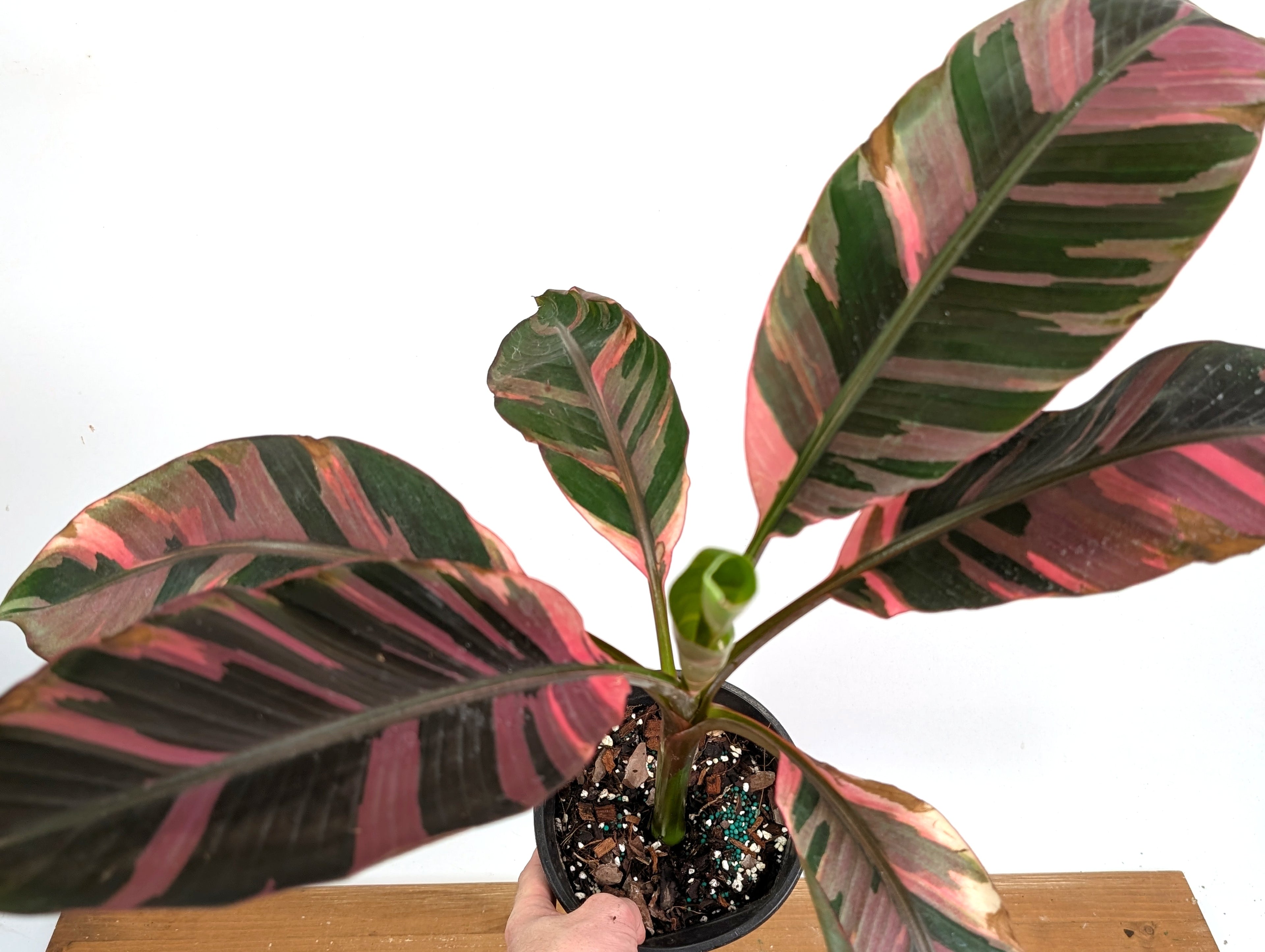 Musa Nono Pink Variegated Banana Tree