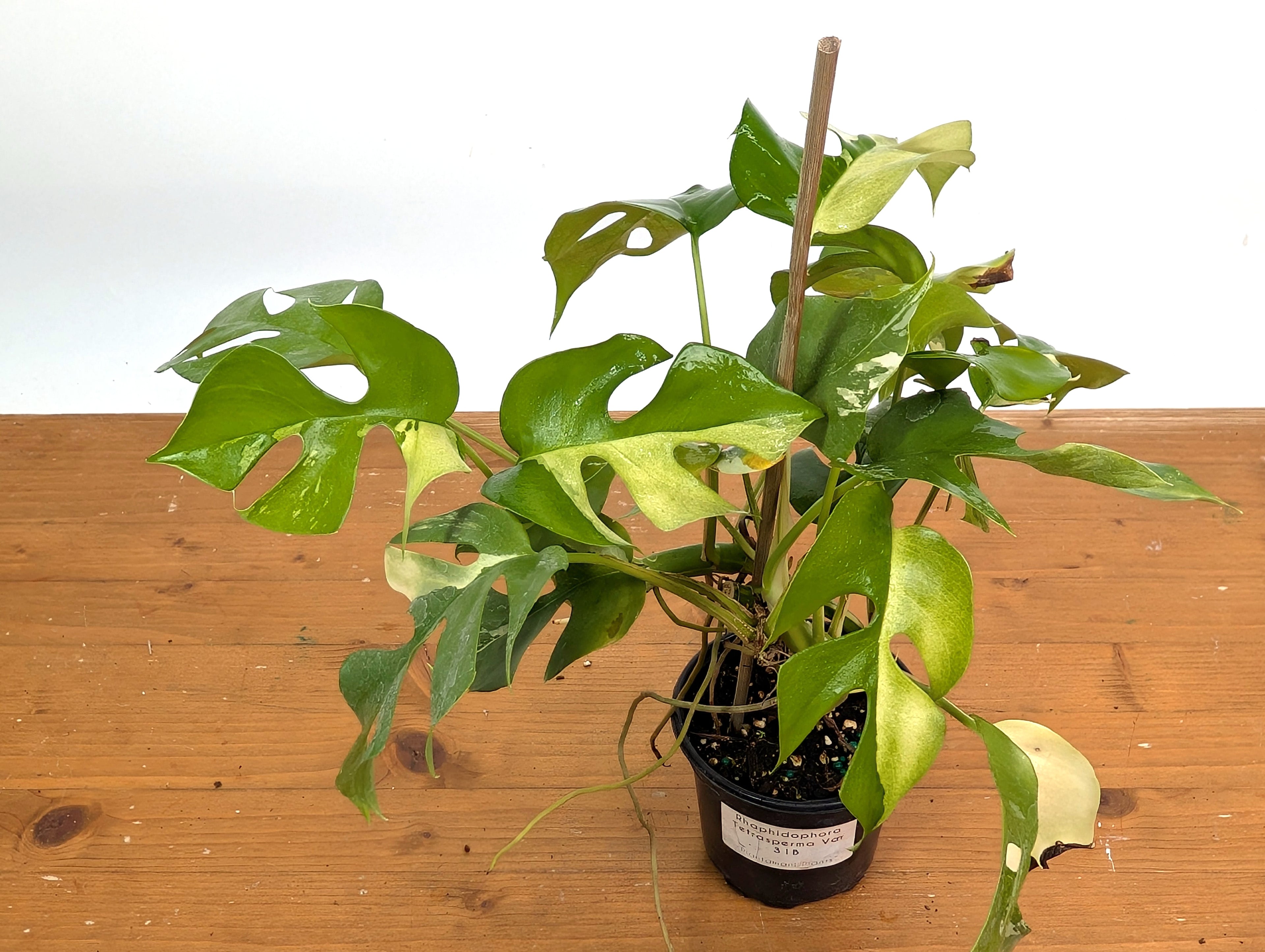 Rhaphidophora Tetrasperma Variegated - Exact Plant