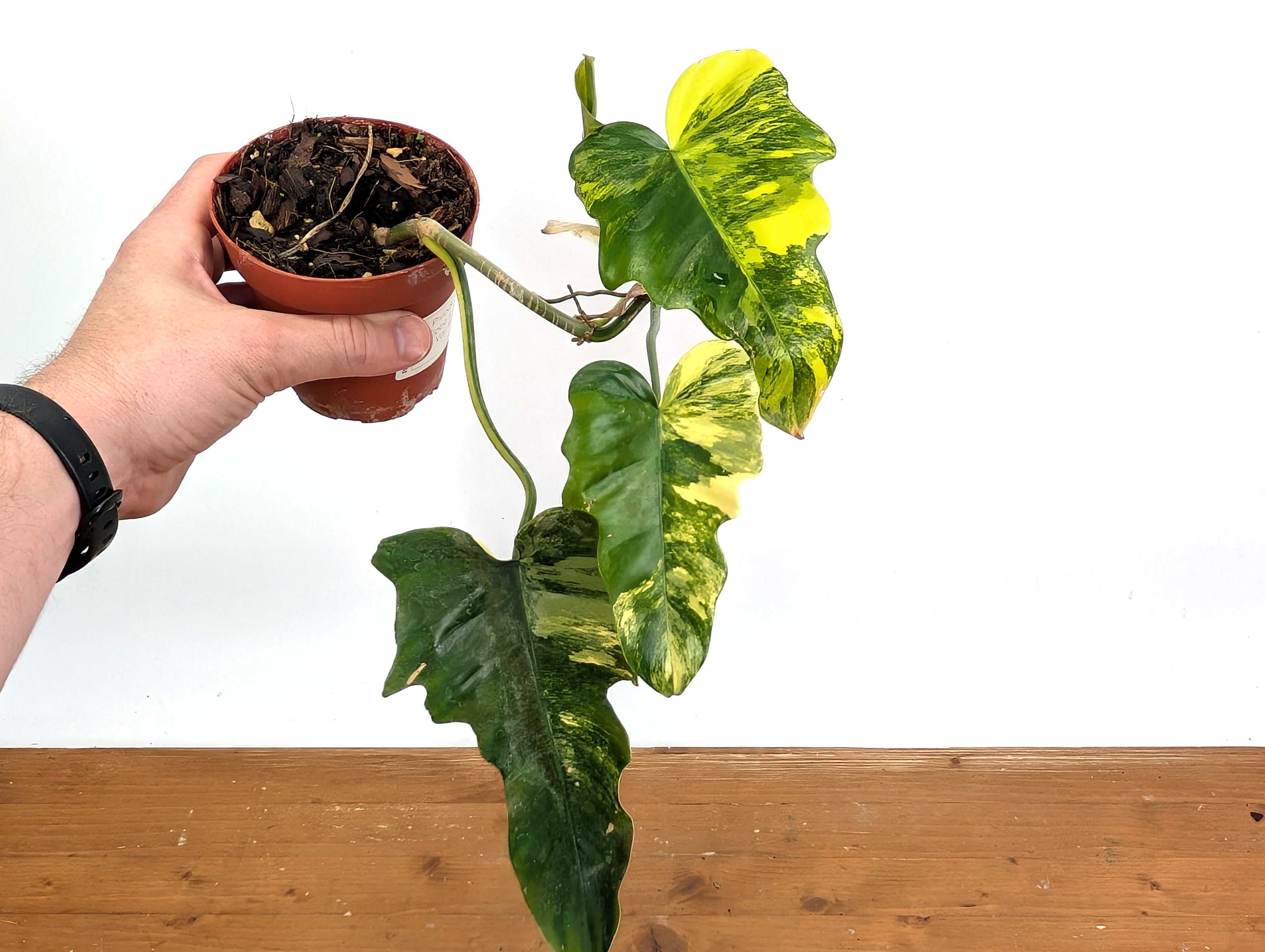 Philodendron Florida Beauty x Mayoi Variegated - Exact Plant Pictured 39A