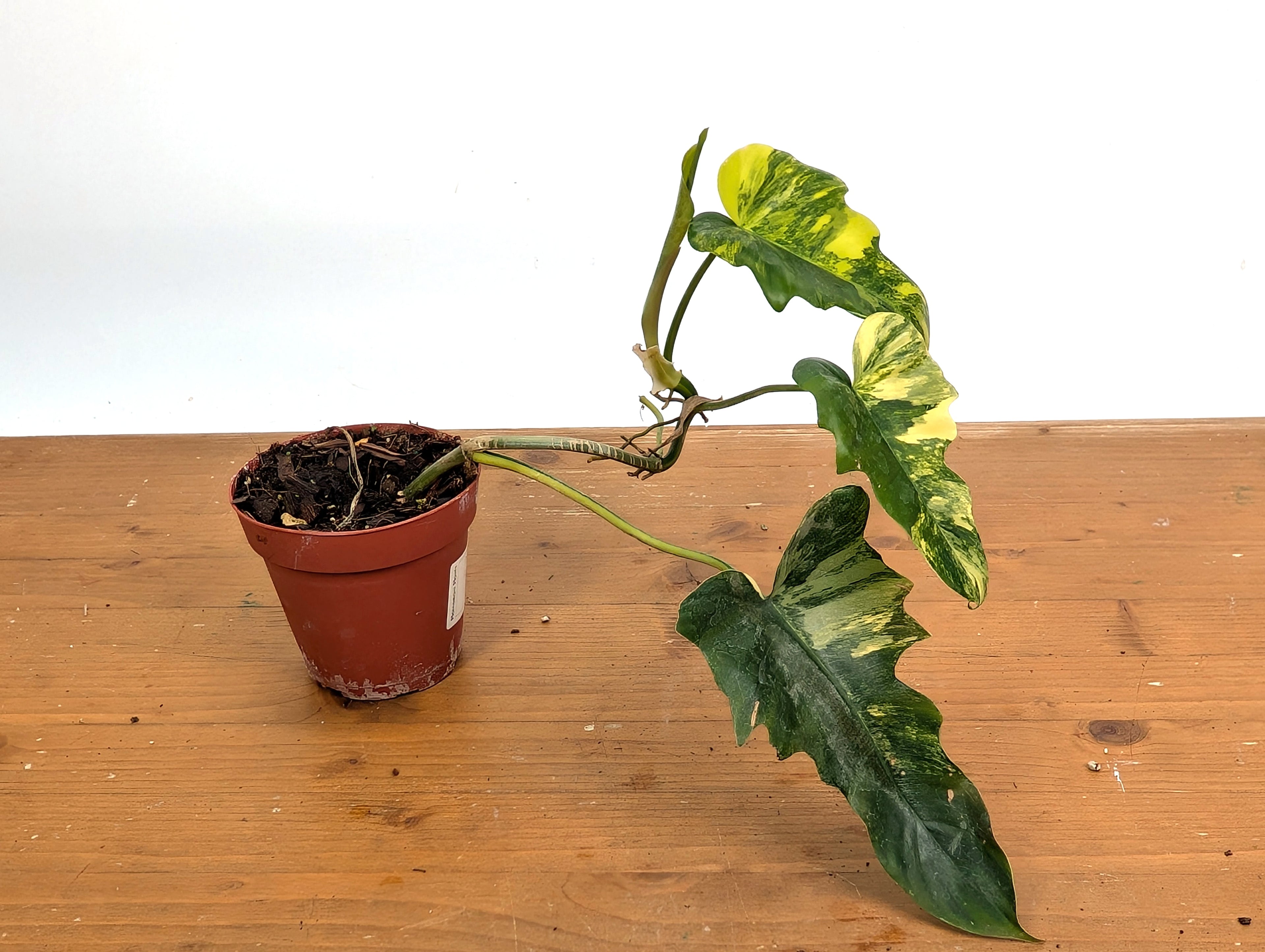 Philodendron Florida Beauty x Mayoi Variegated - Exact Plant Pictured 39A