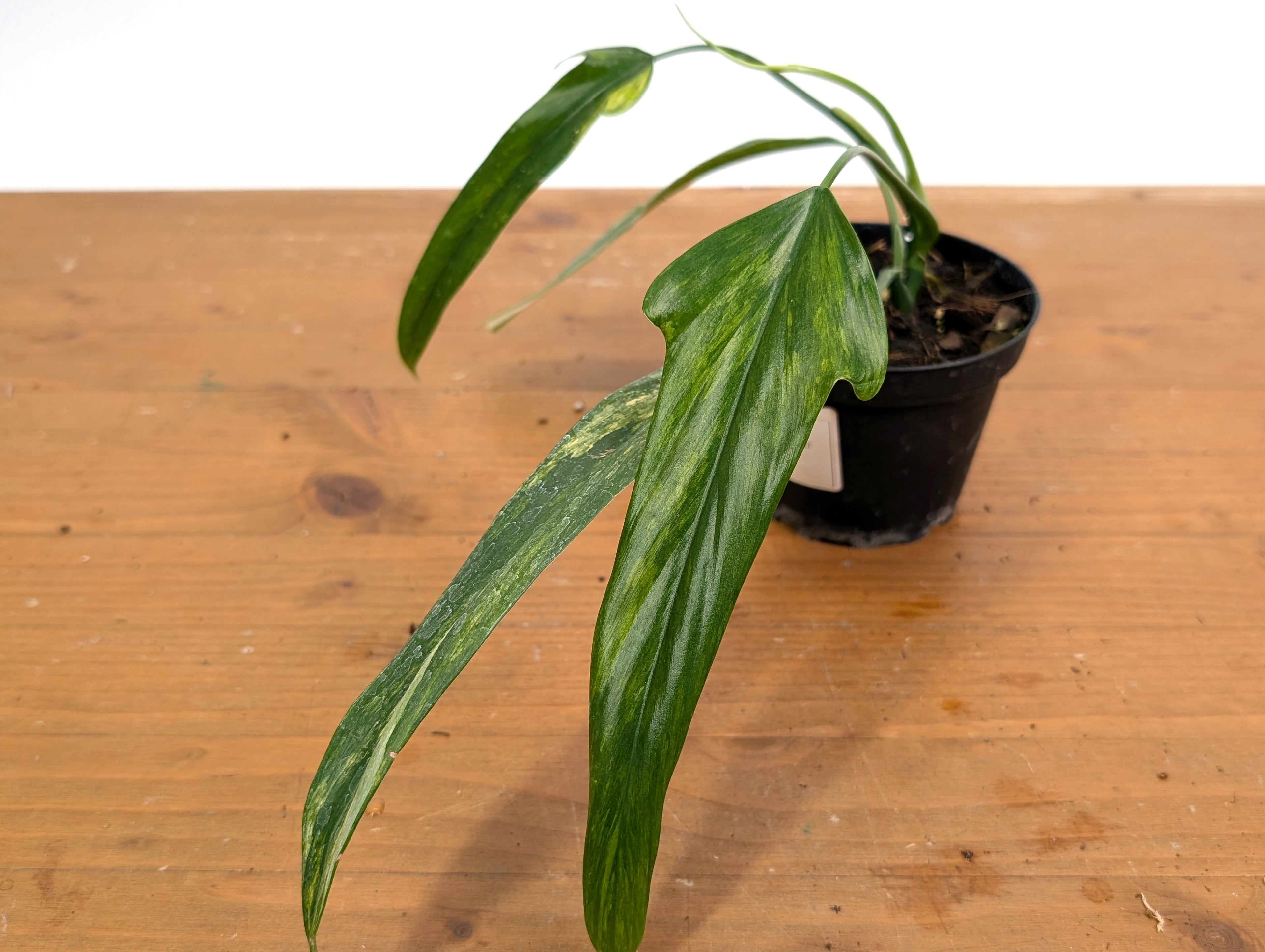 Philodendron Paloraense Variegated - Exact Plant Pictured 39A
