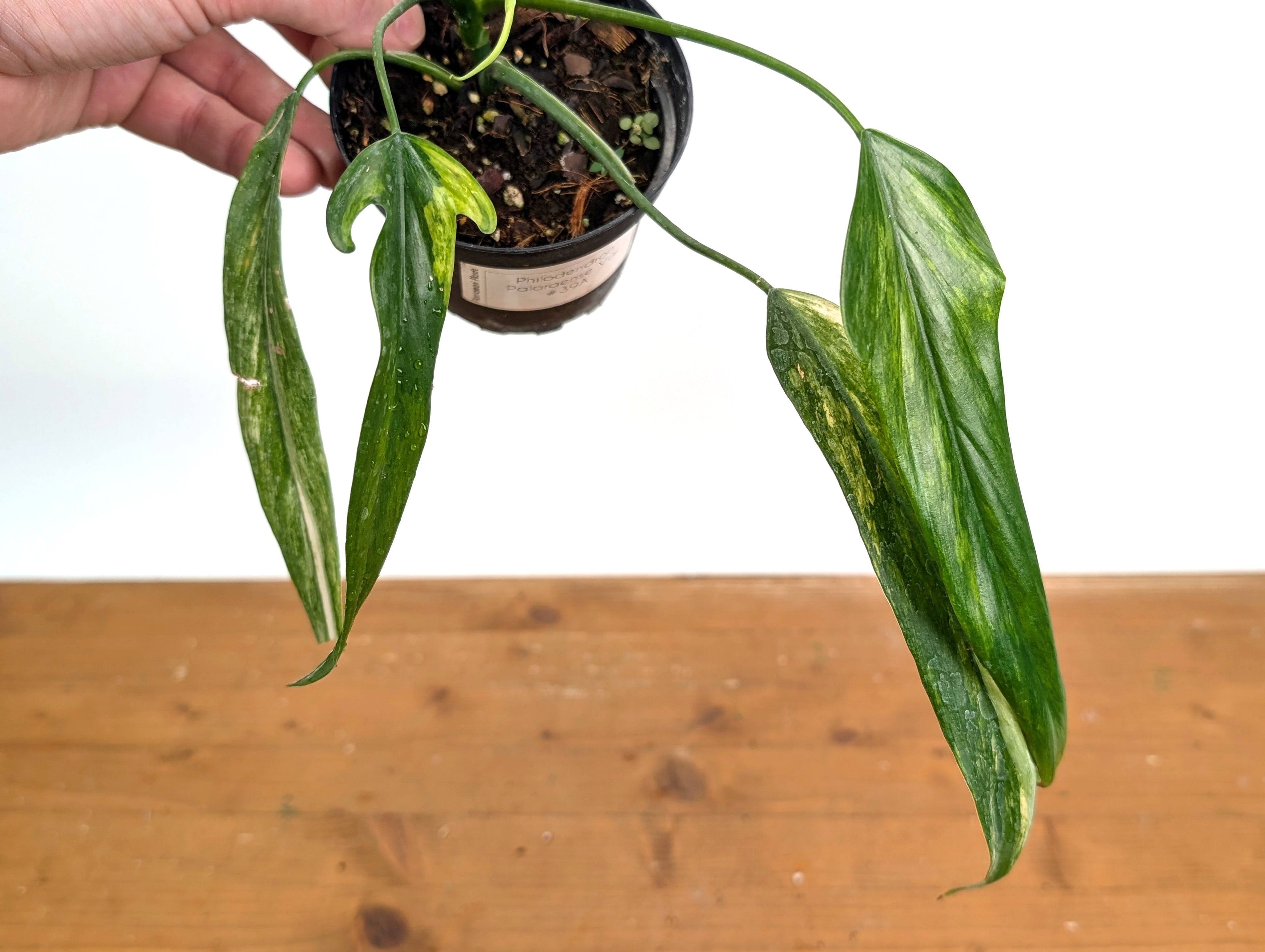Philodendron Paloraense Variegated - Exact Plant Pictured 39A