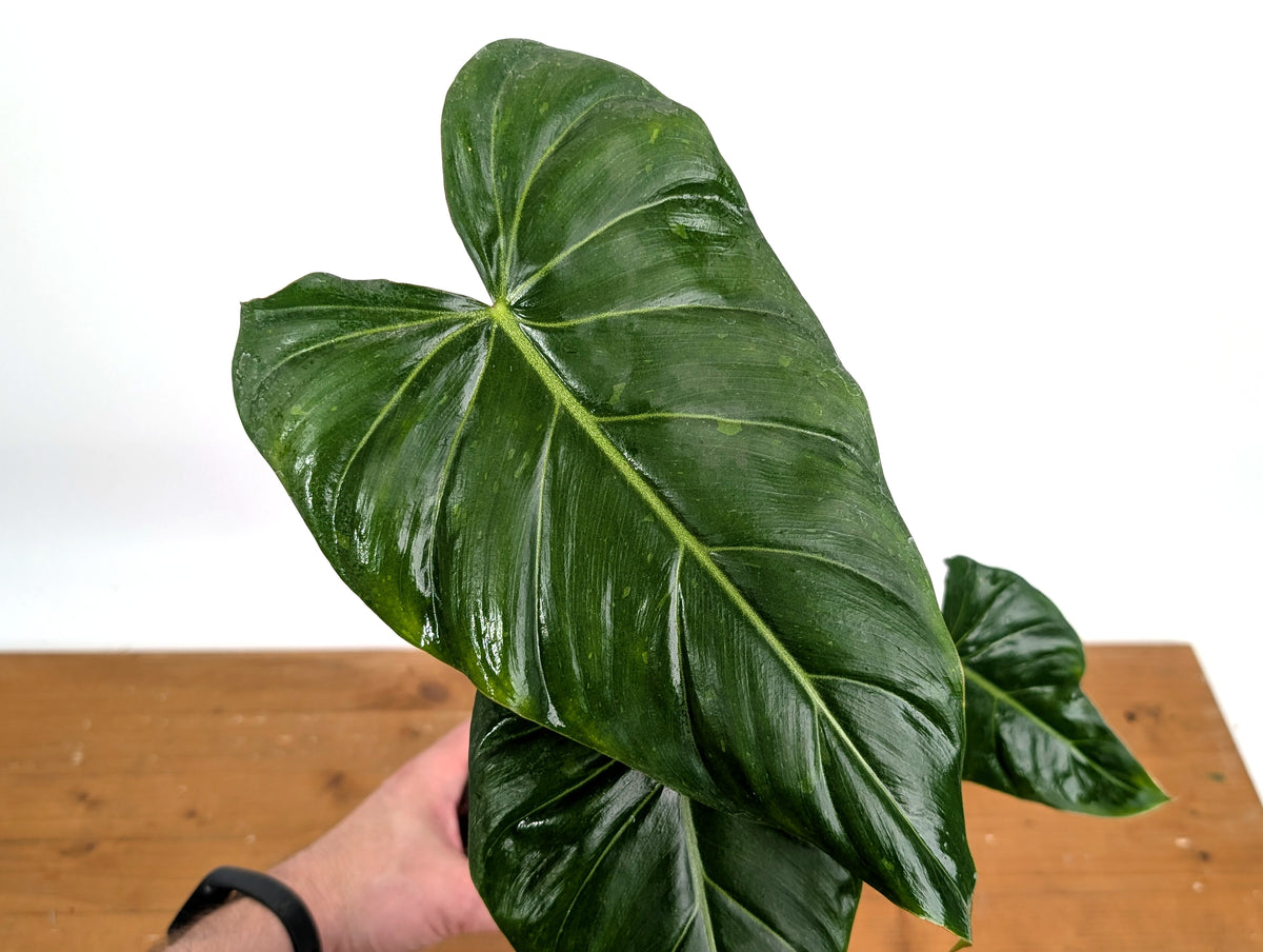 Variegated Philodendron Gloriosum x Maximum EXACT #46A