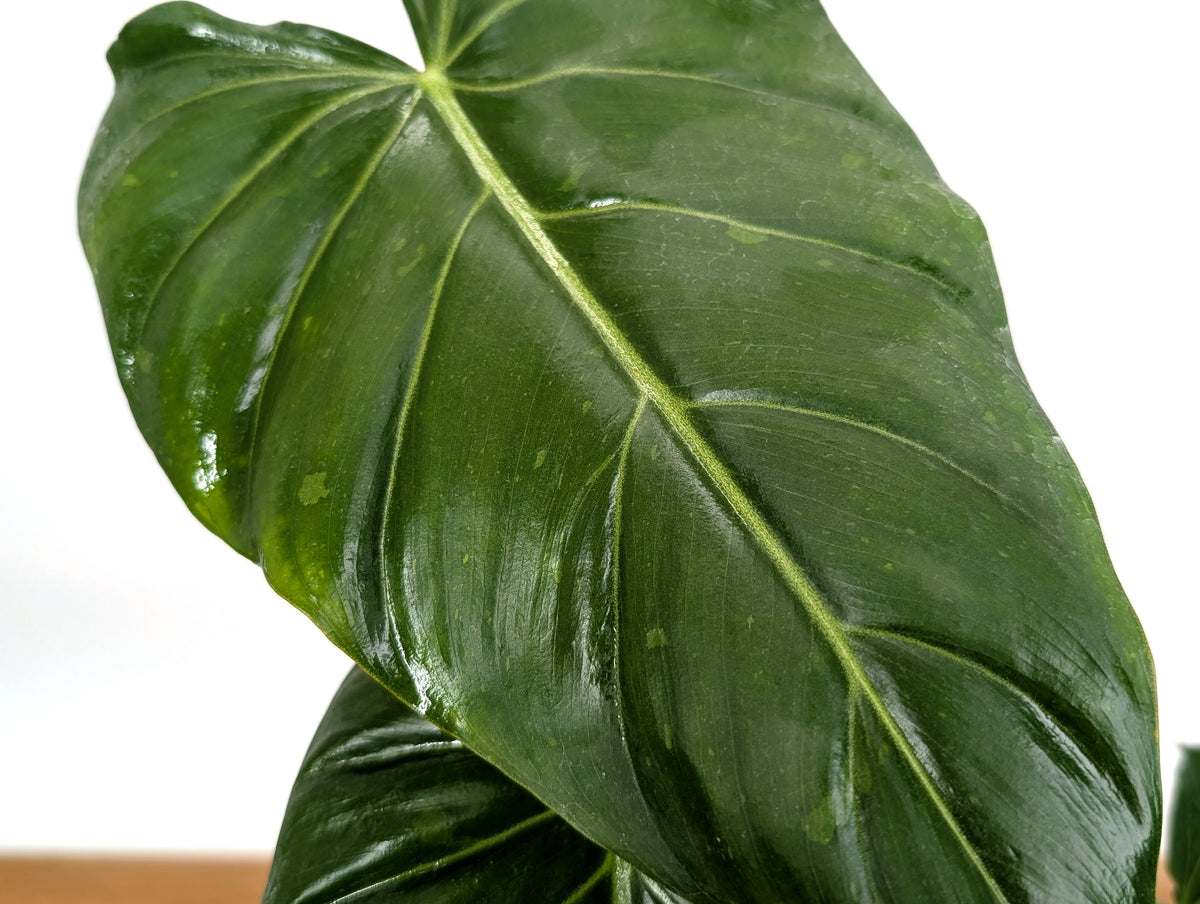 Variegated Philodendron Gloriosum x Maximum EXACT #46A