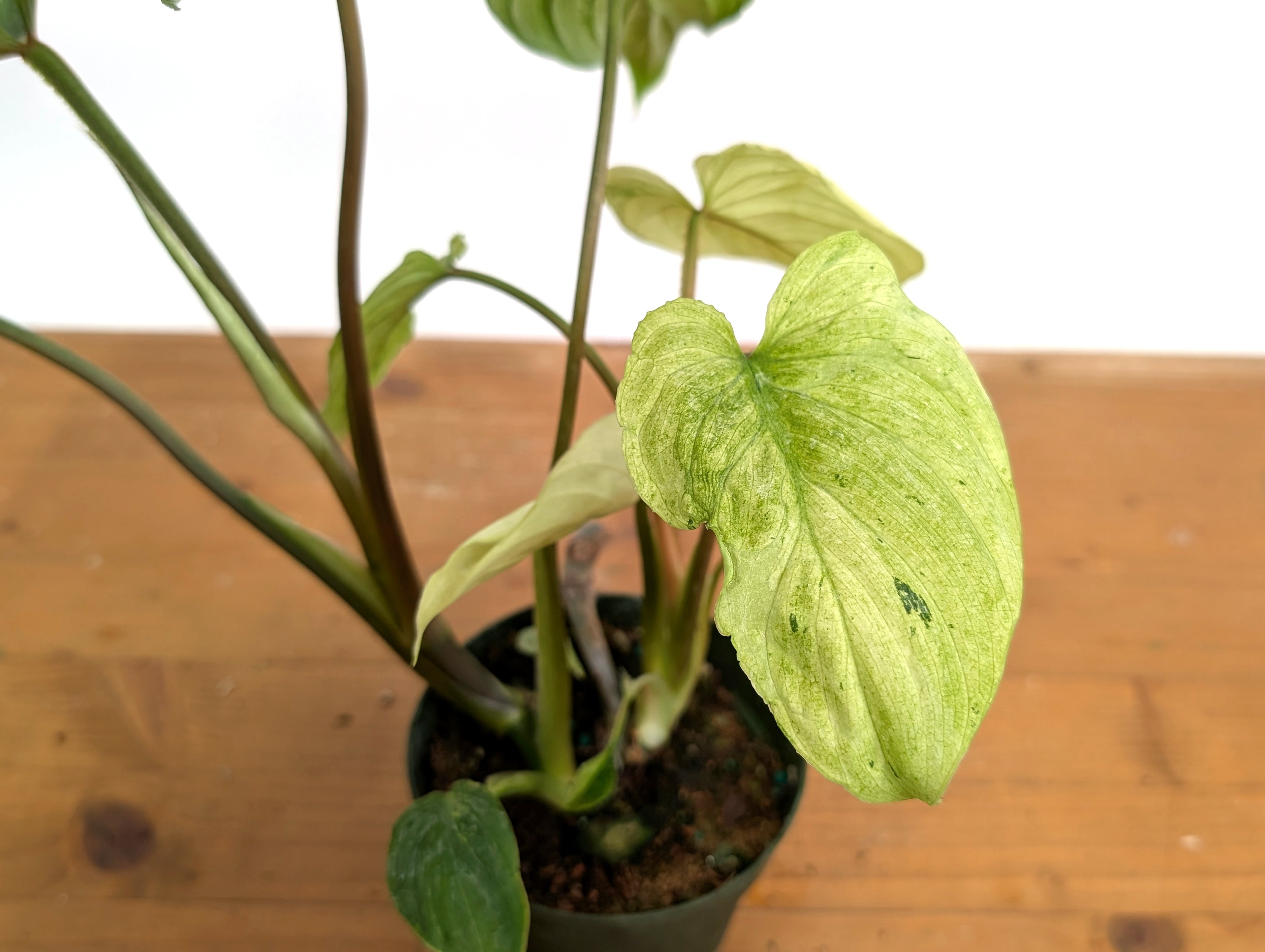 Ghost Mint Variegated Philodendron Mamei EXACT plant in 4 inch pot