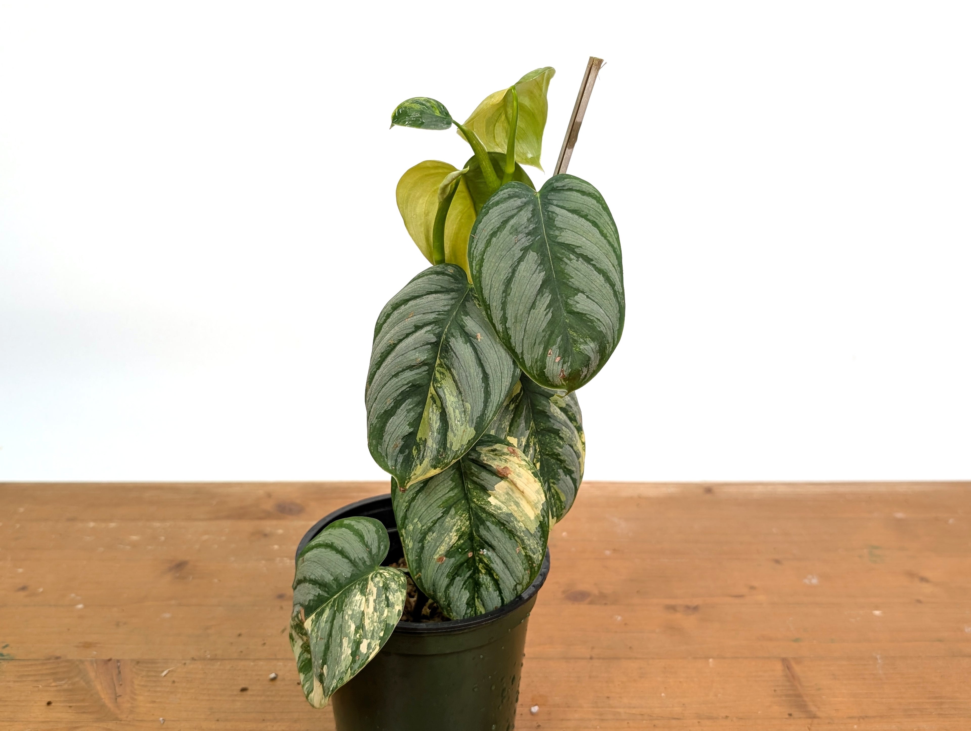Variegated Philodendron Brandtianum EXACT plant in 4 inch pot