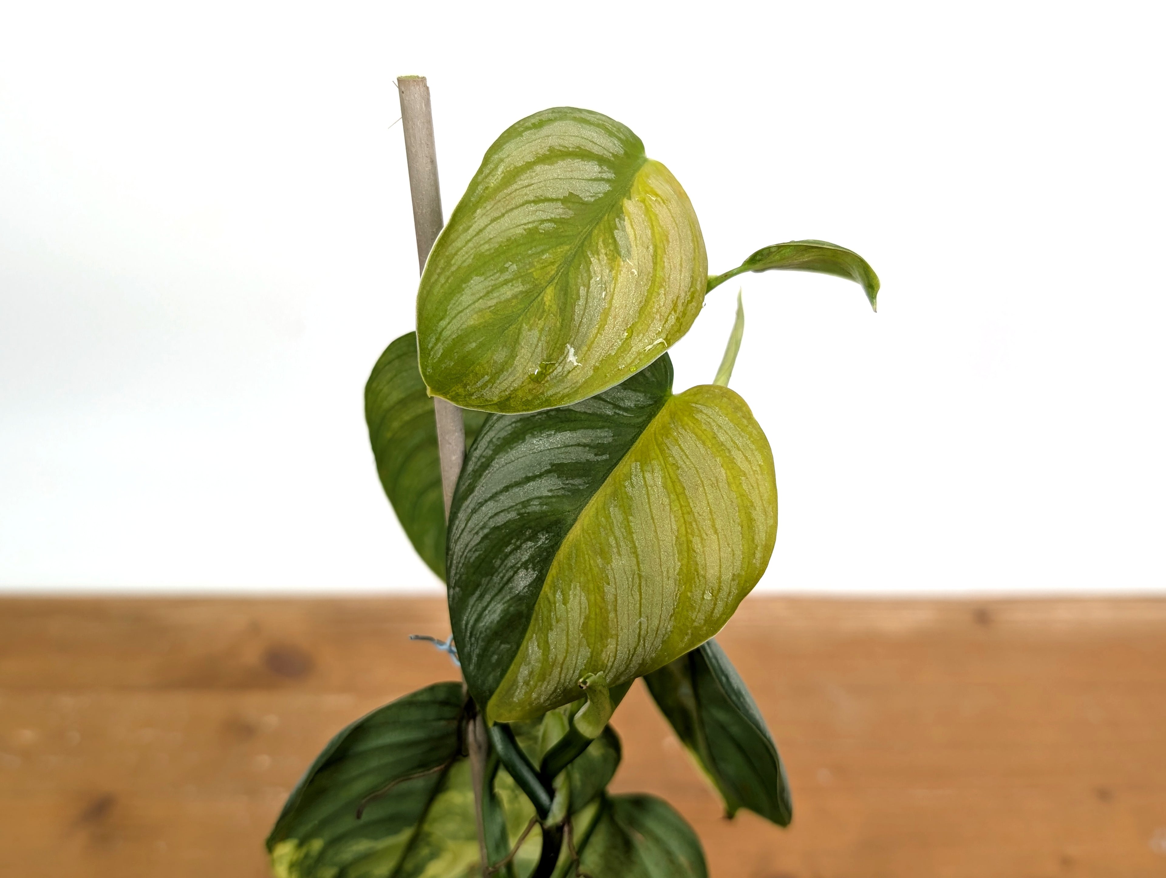 Variegated Philodendron Brandtianum EXACT plant in 4 inch pot