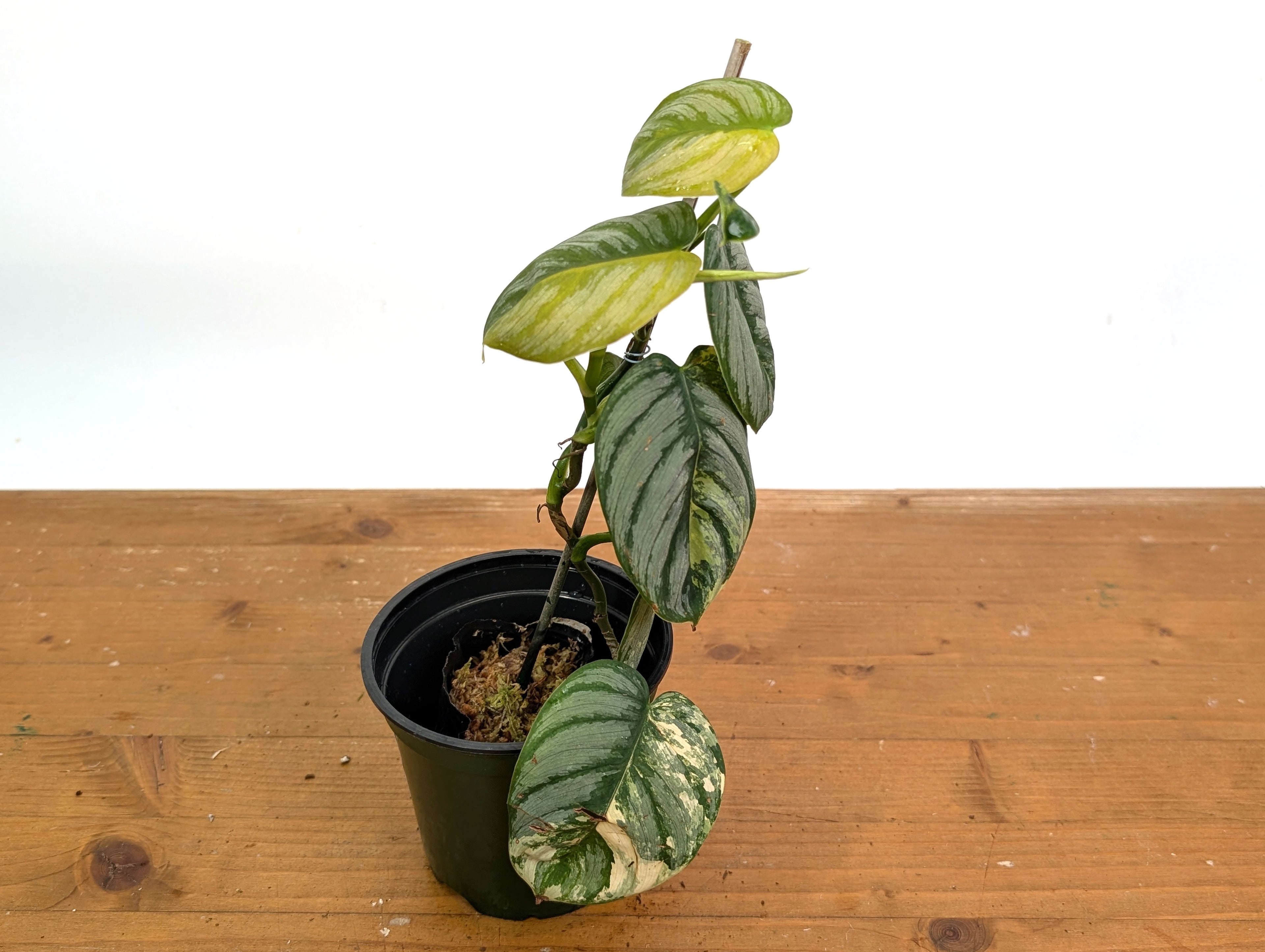 Variegated Philodendron Brandtianum EXACT plant in 4 inch pot