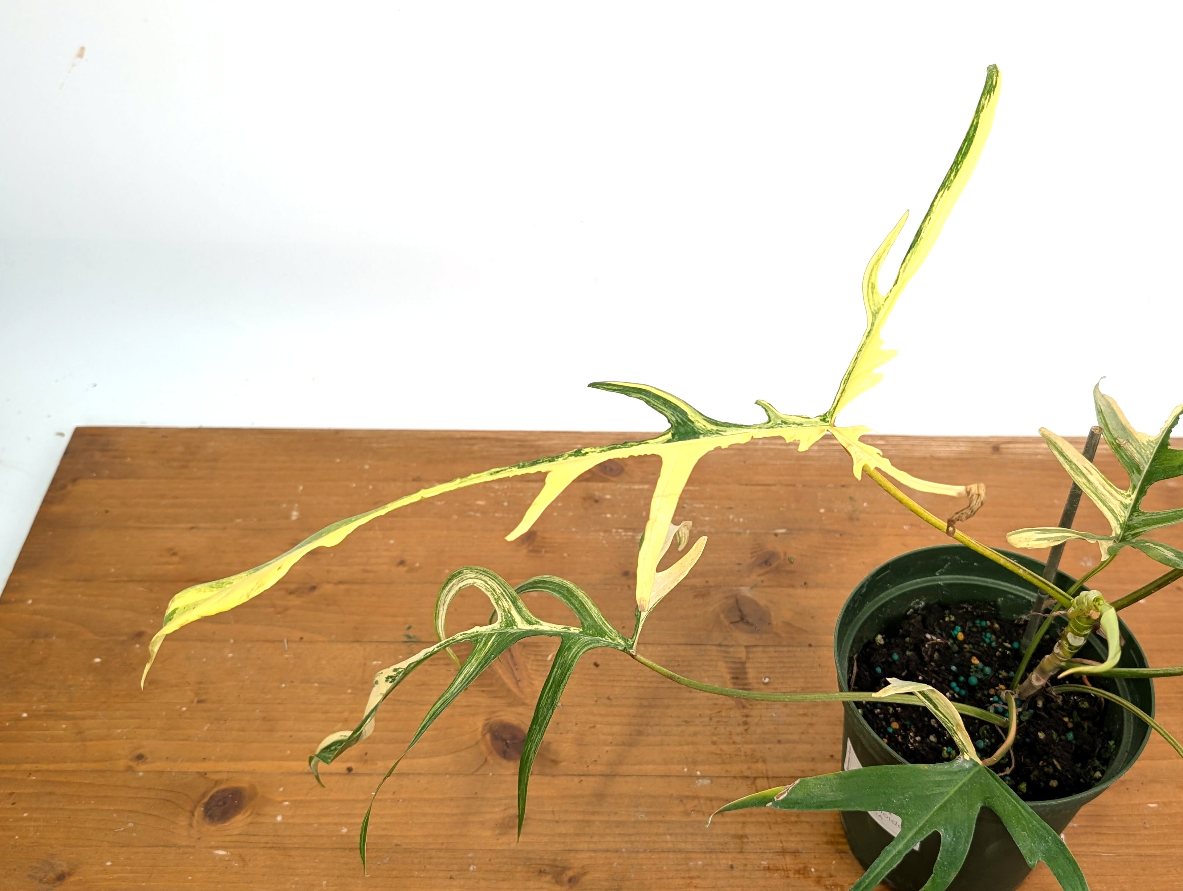 Variegated Philodendron Florida Beauty x Polypodioides - Exact Plant Pictured