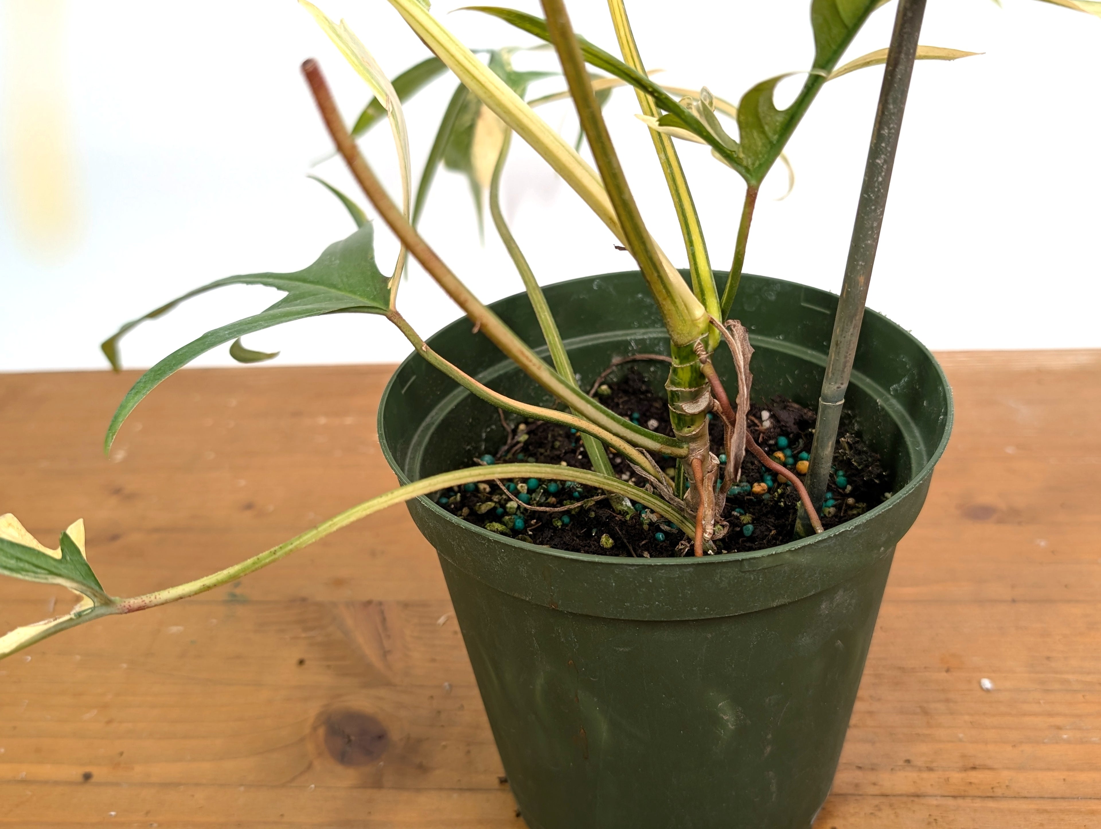 Variegated Philodendron Florida Beauty x Polypodioides - Exact Plant Pictured