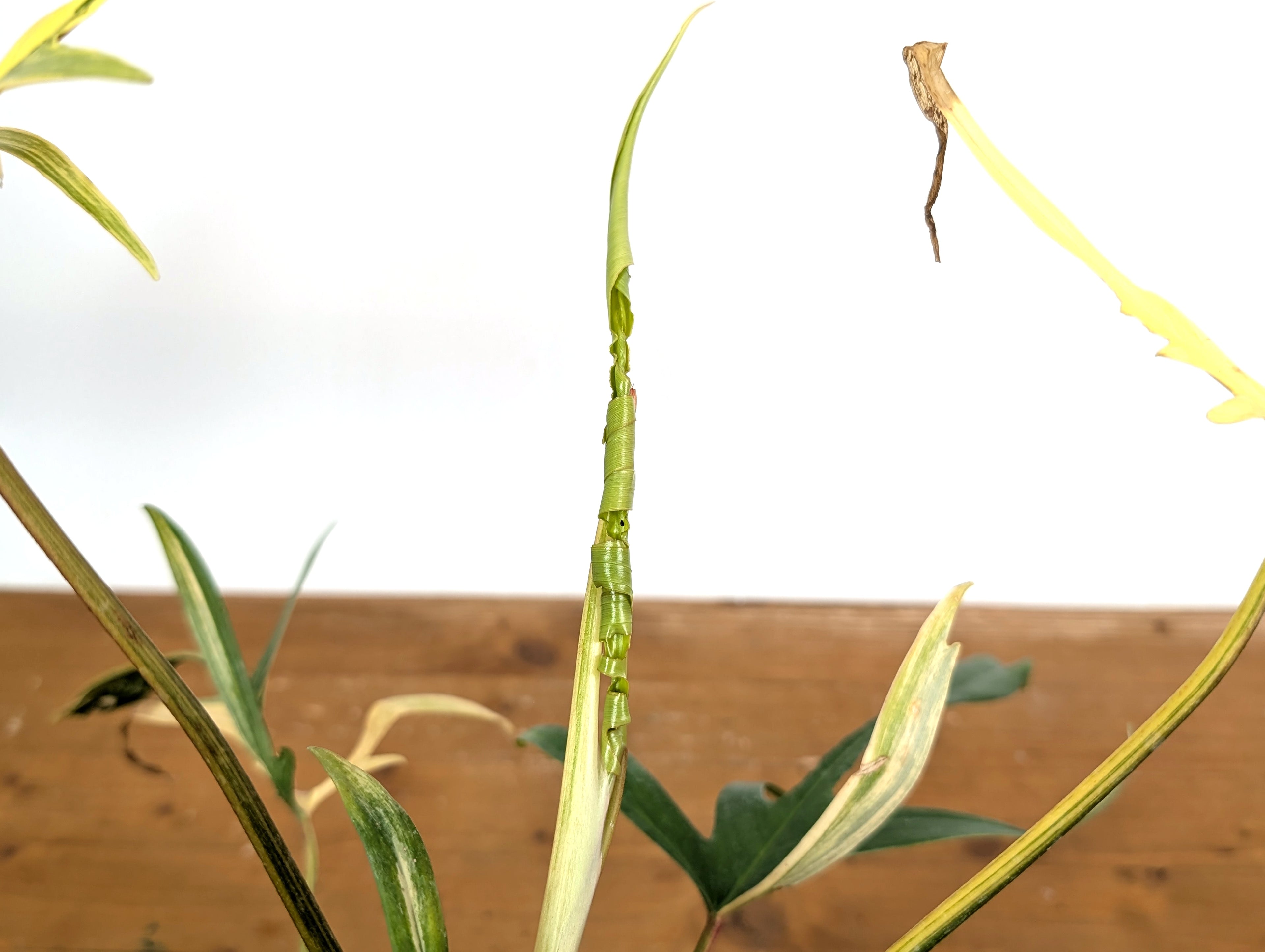 Variegated Philodendron Florida Beauty x Polypodioides - Exact Plant Pictured