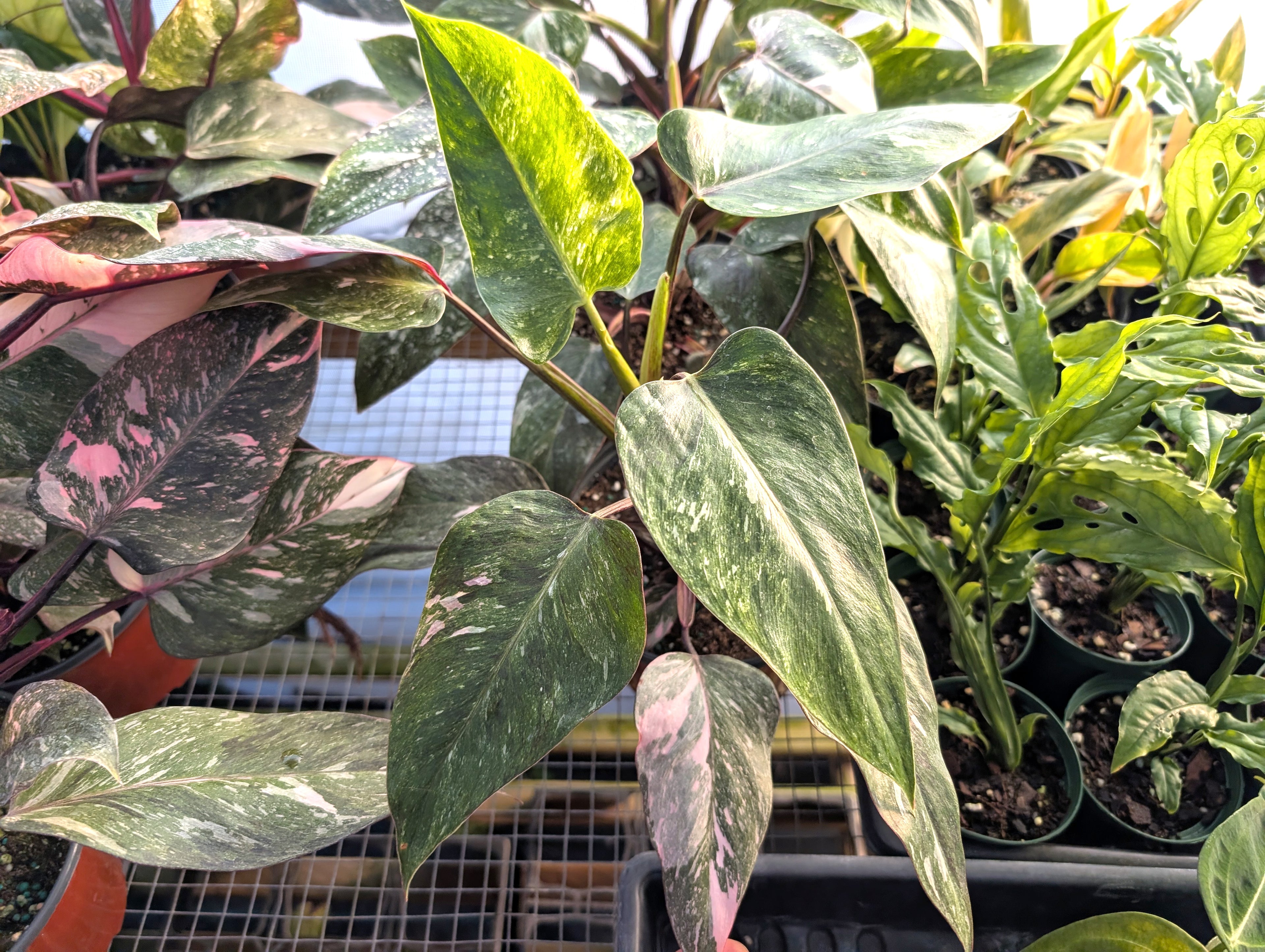 Philodendron Pink Princess &