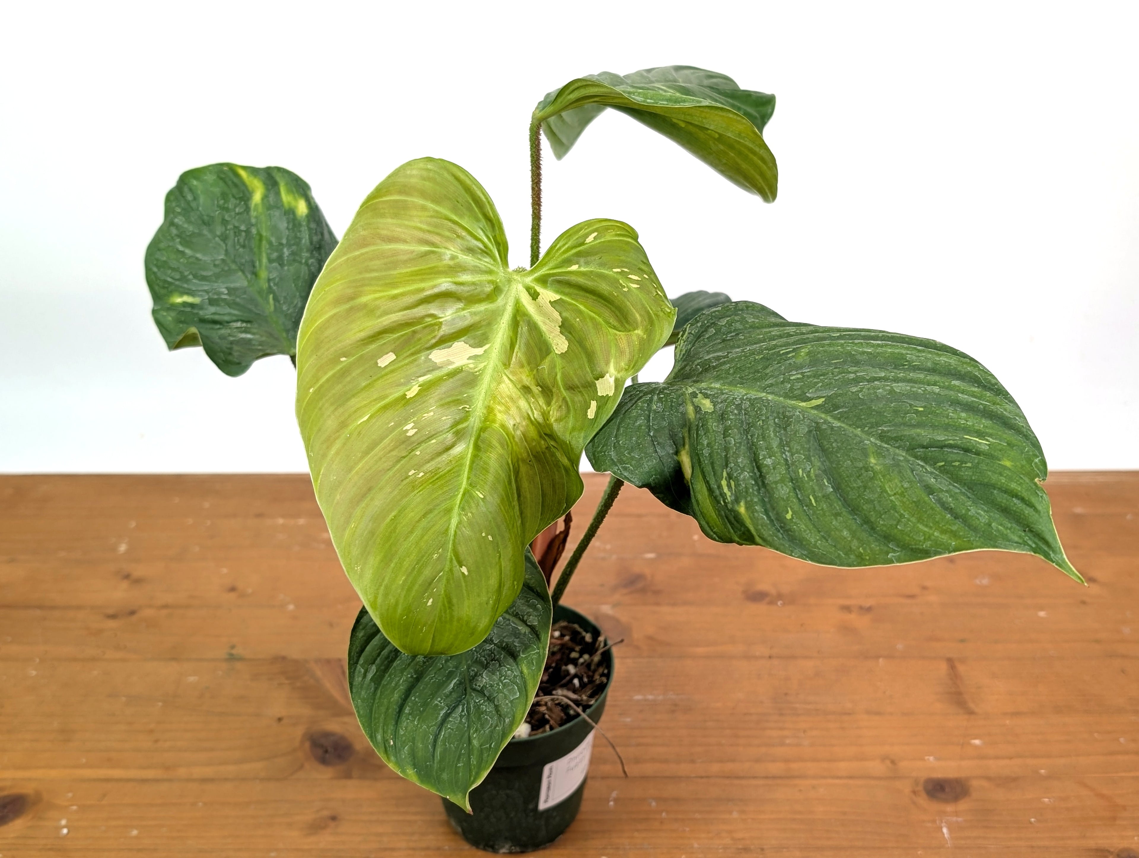EXACT Variegated Philodendron Fuzzy Petiole