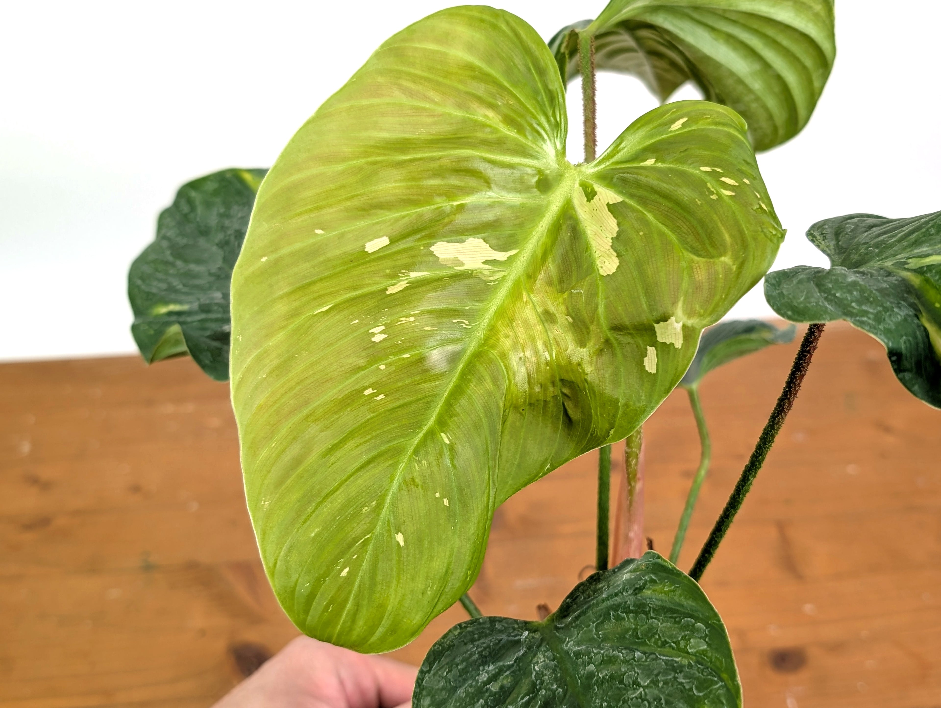 EXACT Variegated Philodendron Fuzzy Petiole