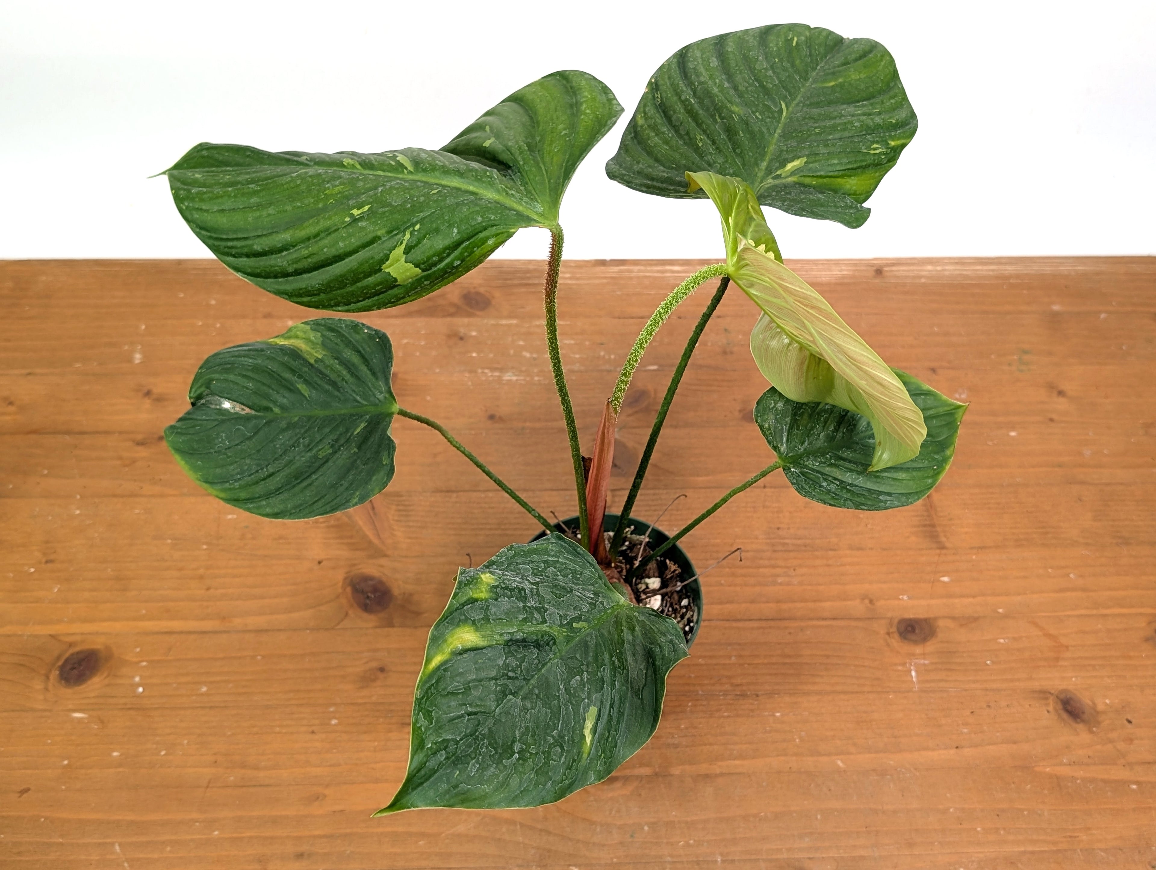 EXACT Variegated Philodendron Fuzzy Petiole