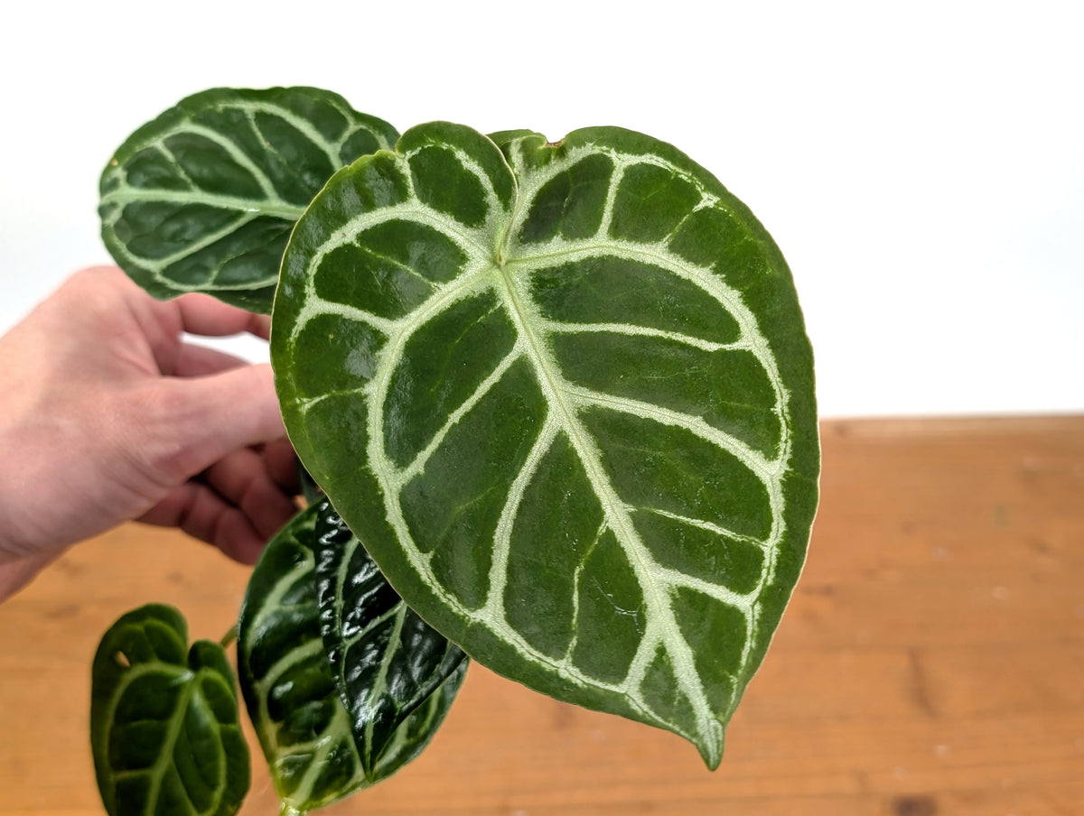 Anthurium Silver Streak (Crystallinum x Forgetii)