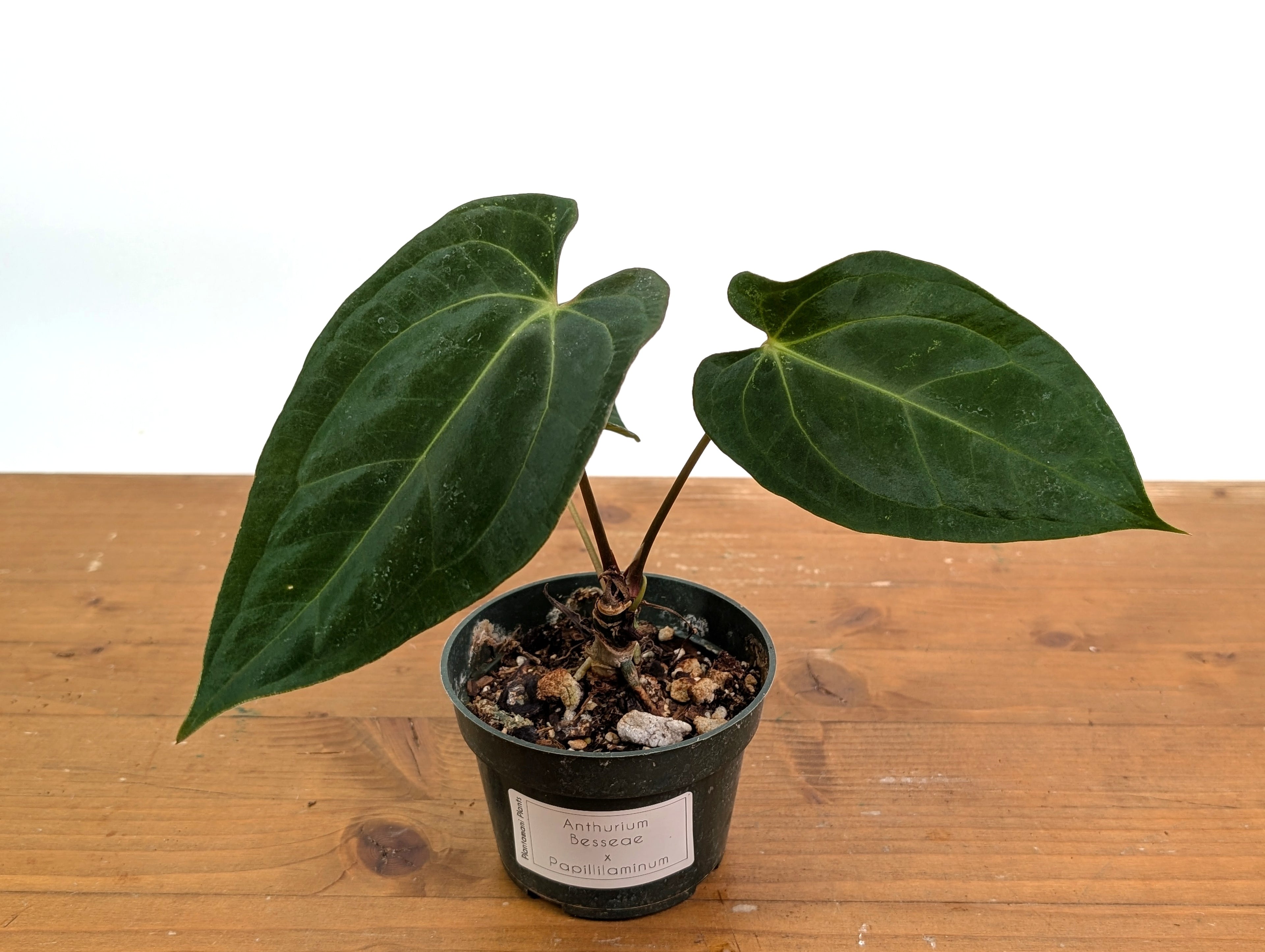 Anthurium Besseae x Papillilaminum