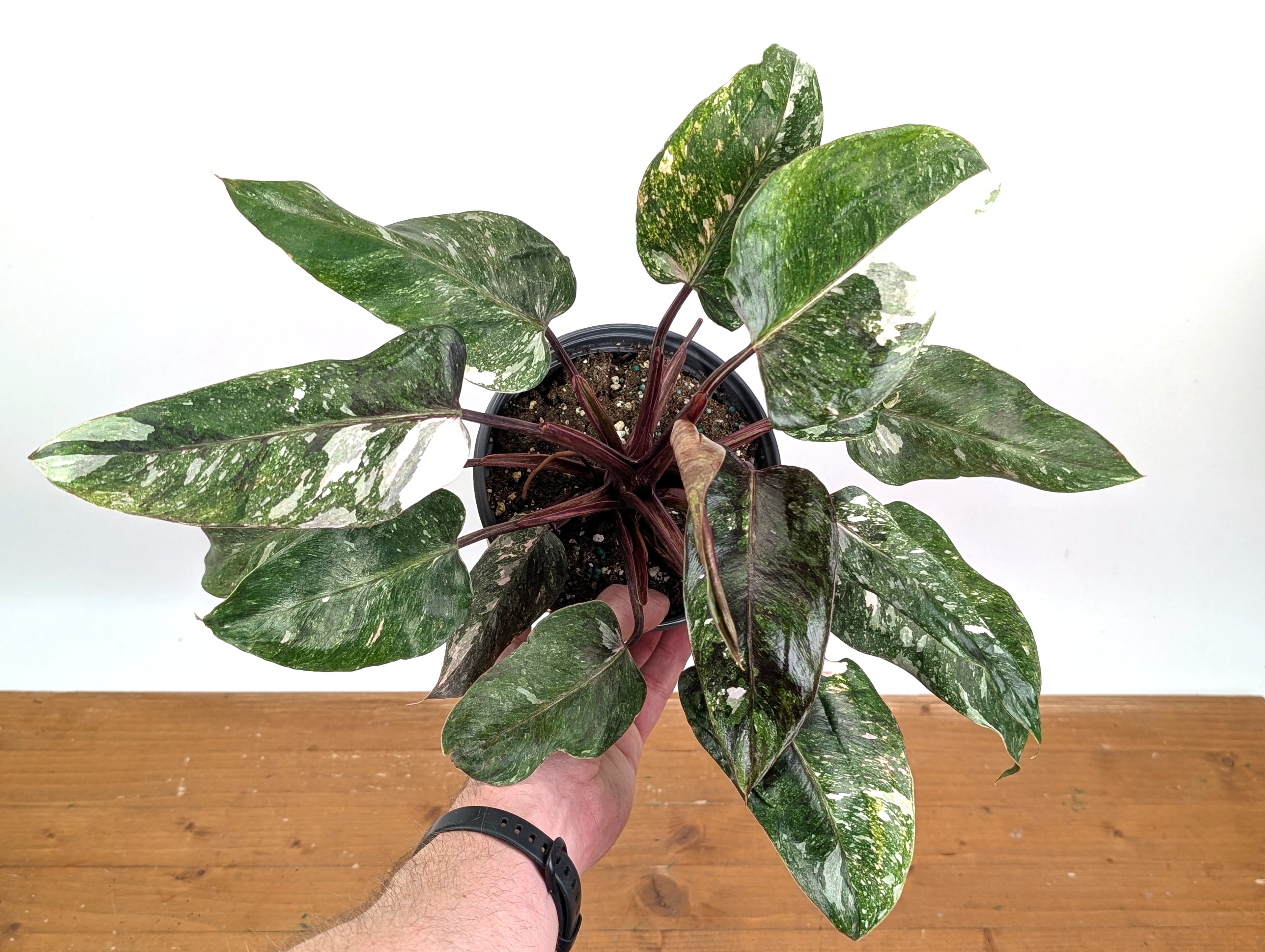 Philodendron Pink Princess &