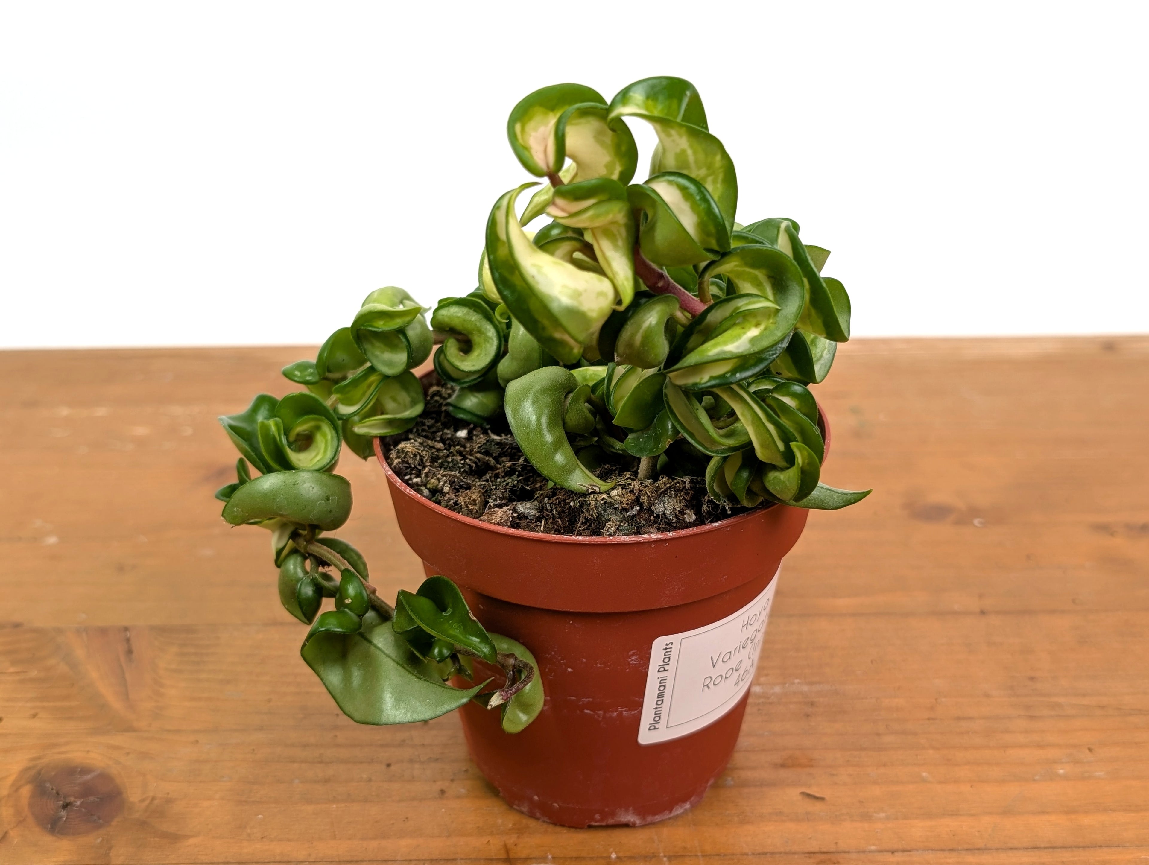 Hoya Compacta Inner Variegated &