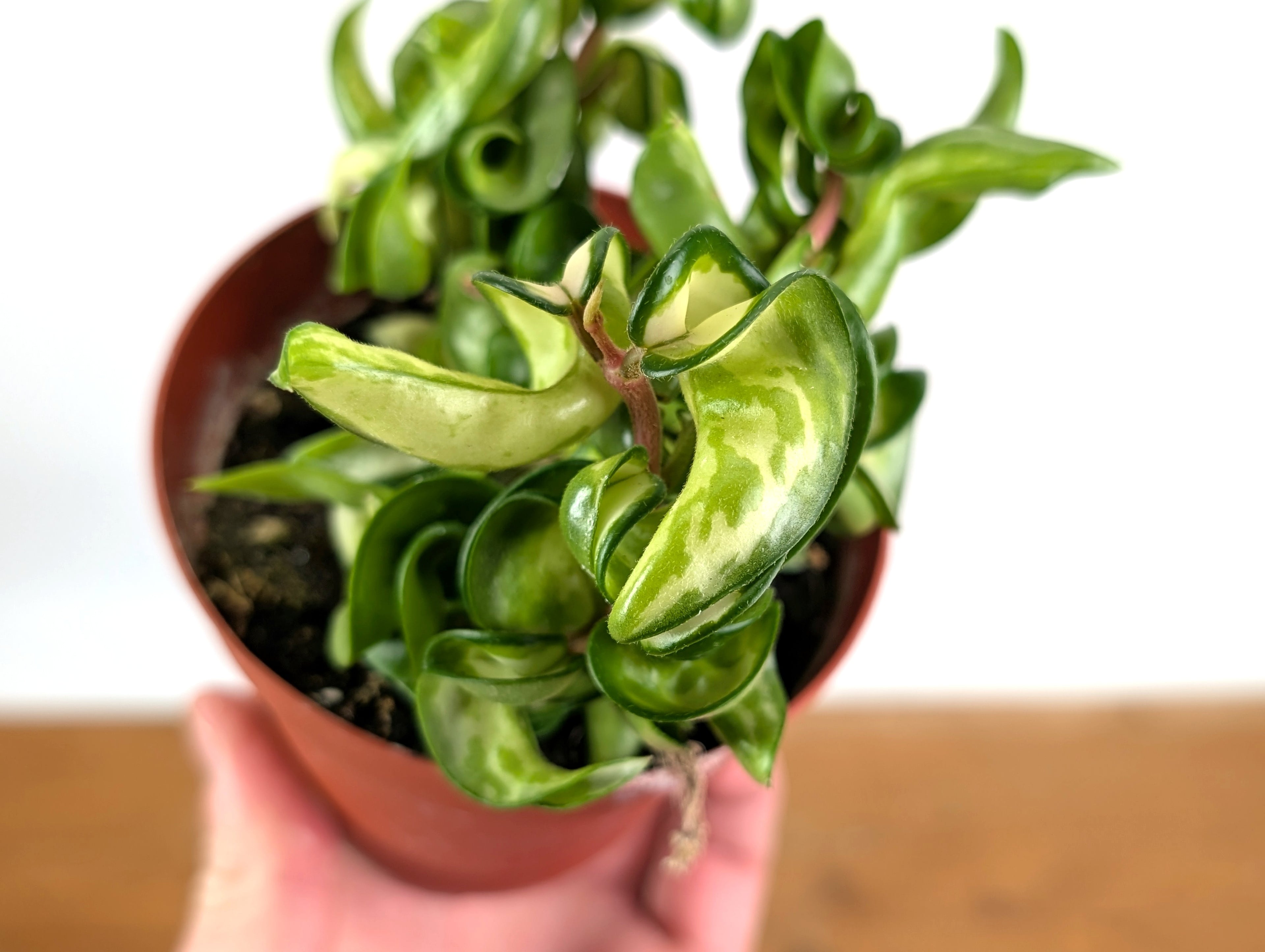 Hoya Compacta Inner Variegated &